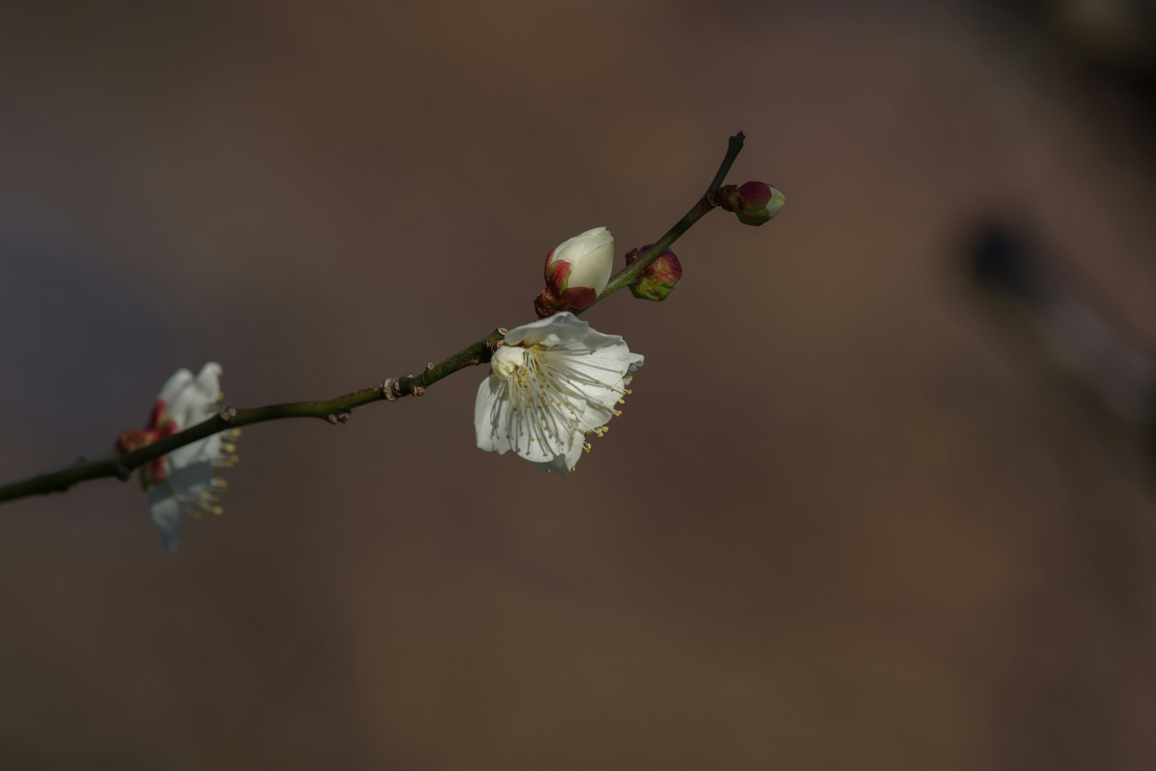 特寫一根帶有白花和花苞的樹枝