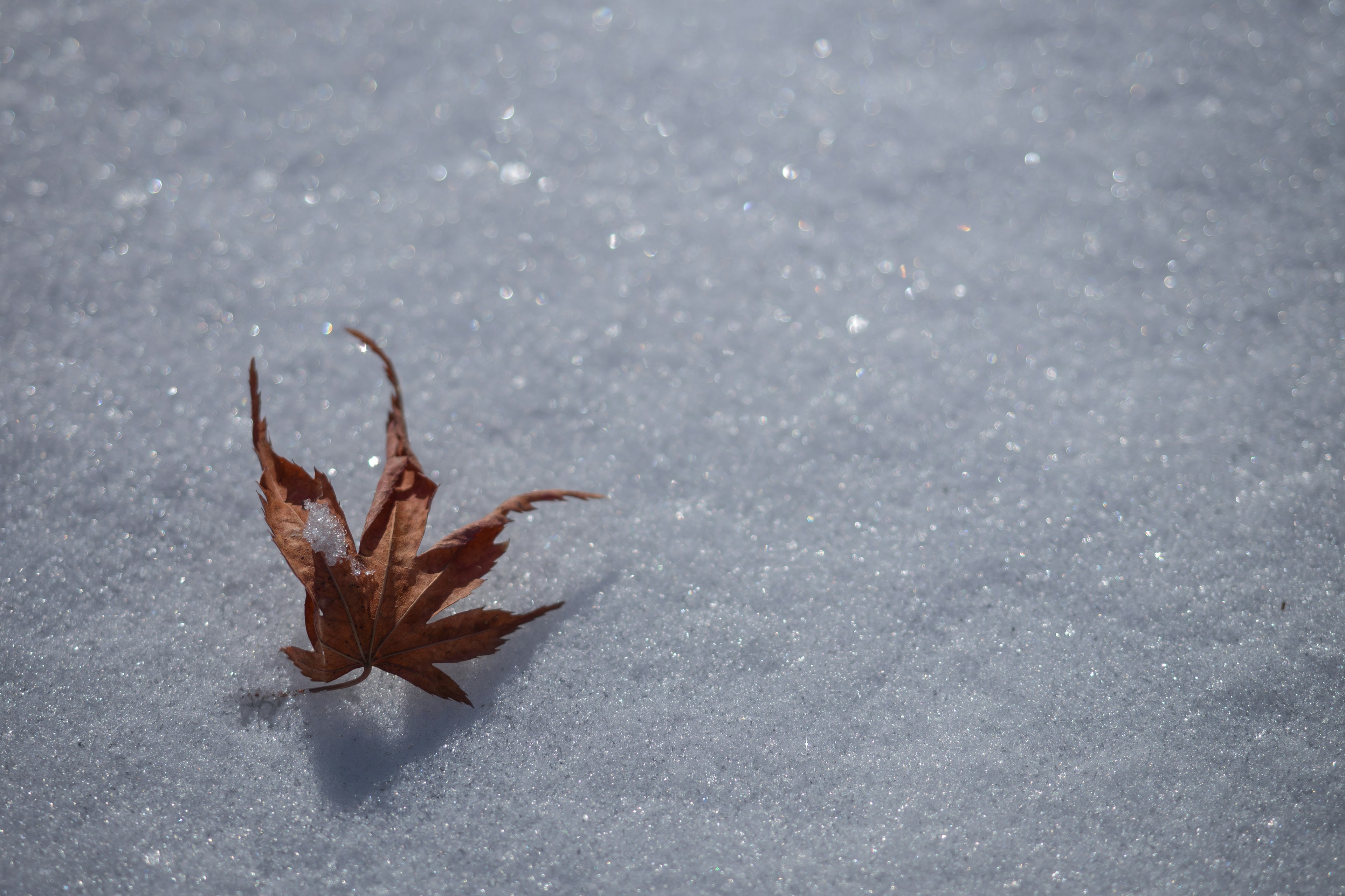 A close-up of a red dried leaf on snow