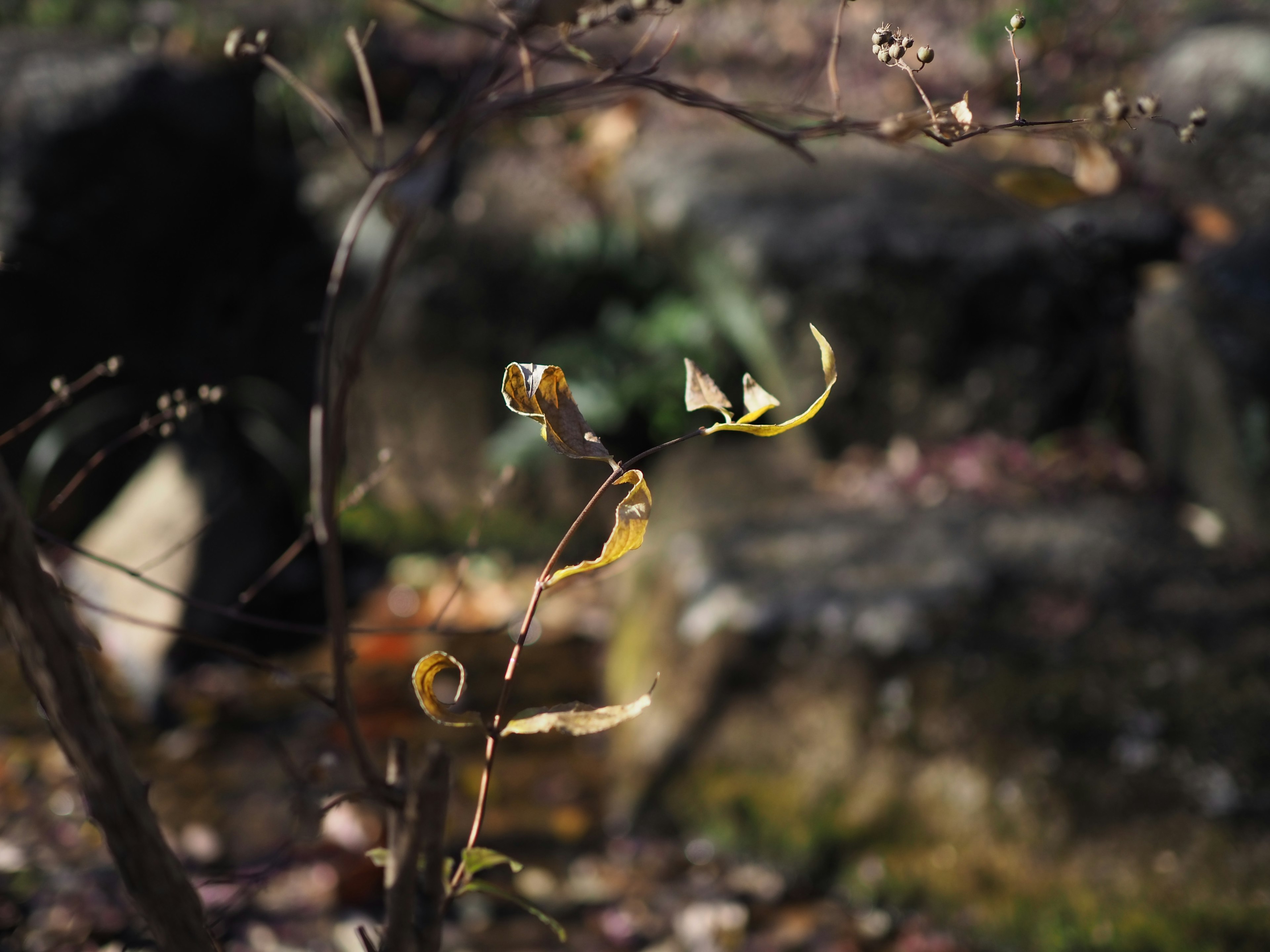 Un ramo sottile con foglie arricciate che catturano la luce del sole in un giardino invernale