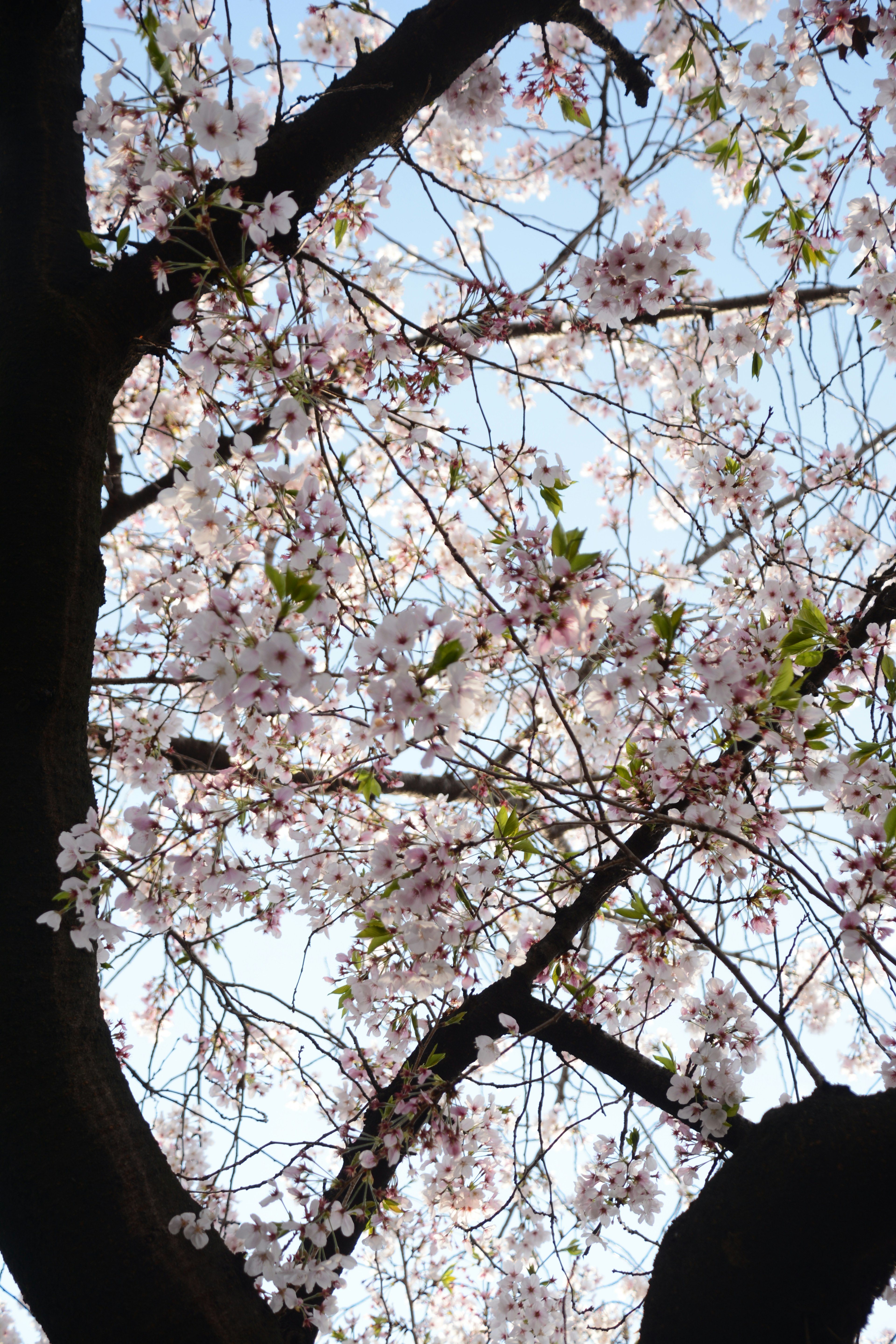 Foto cabang bunga sakura dengan bunga merah muda