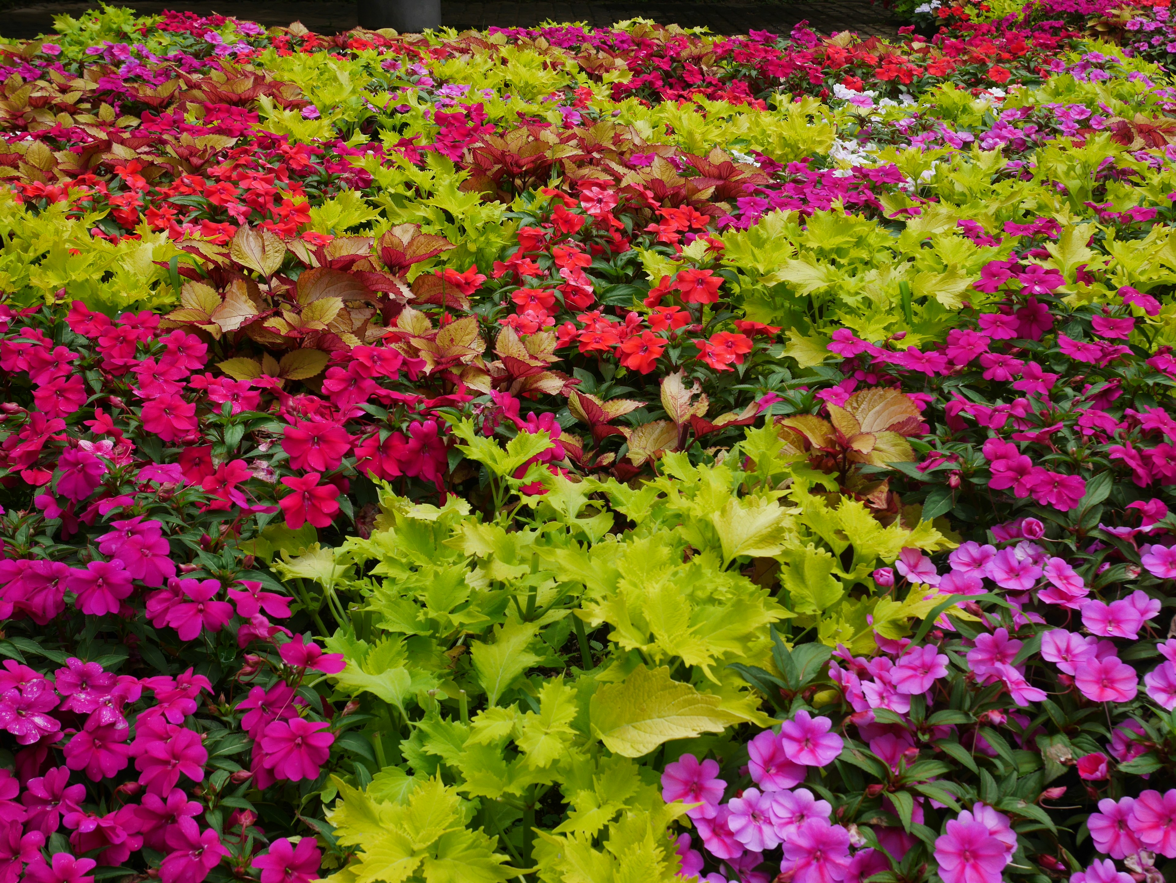 Giardino vibrante pieno di fiori colorati e verde rigoglioso