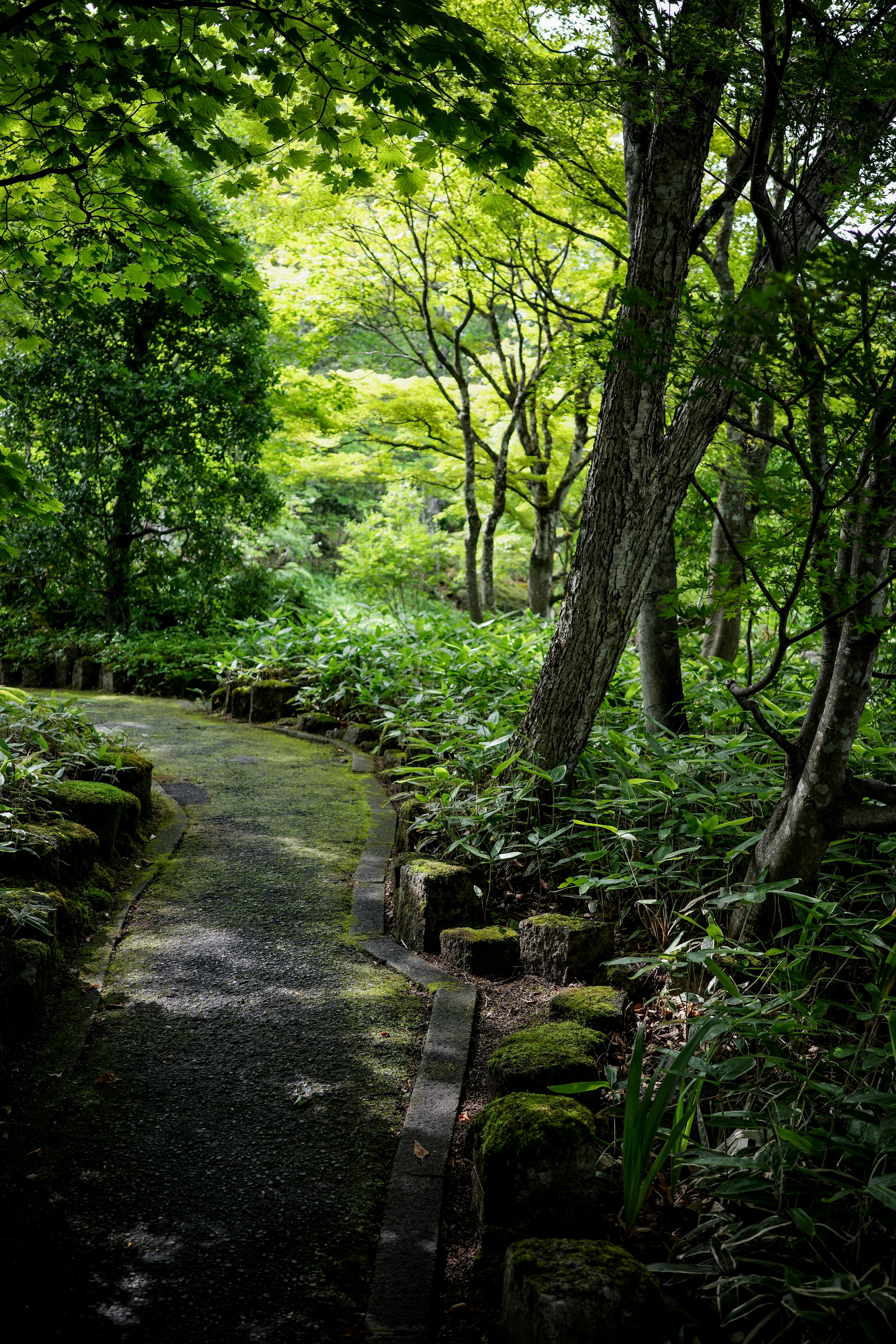 緑豊かな森の小道周辺の木々と植物