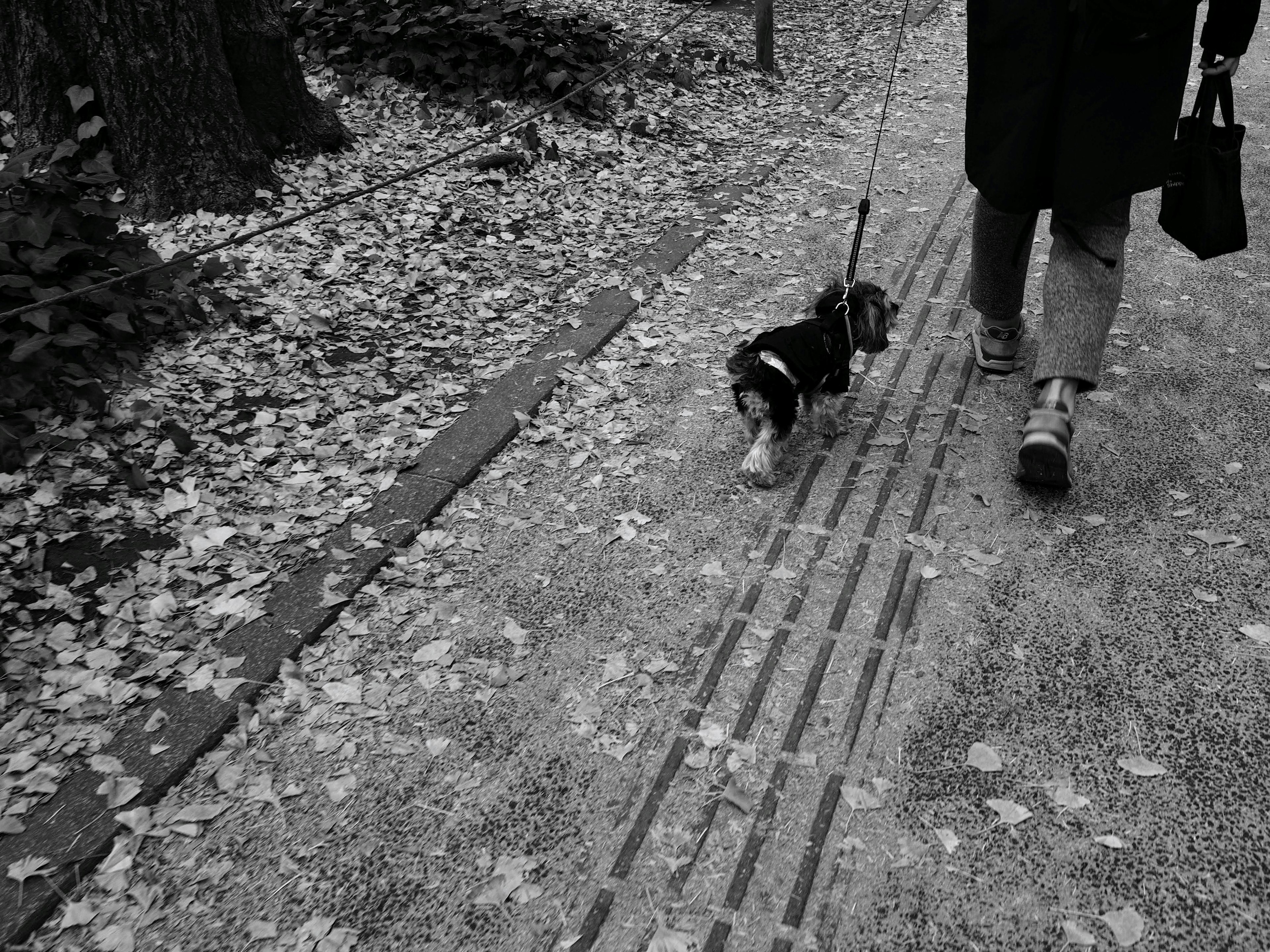 Schwarzweißfoto eines Hundes, der auf gefallenem Laub mit seinem Besitzer spaziert