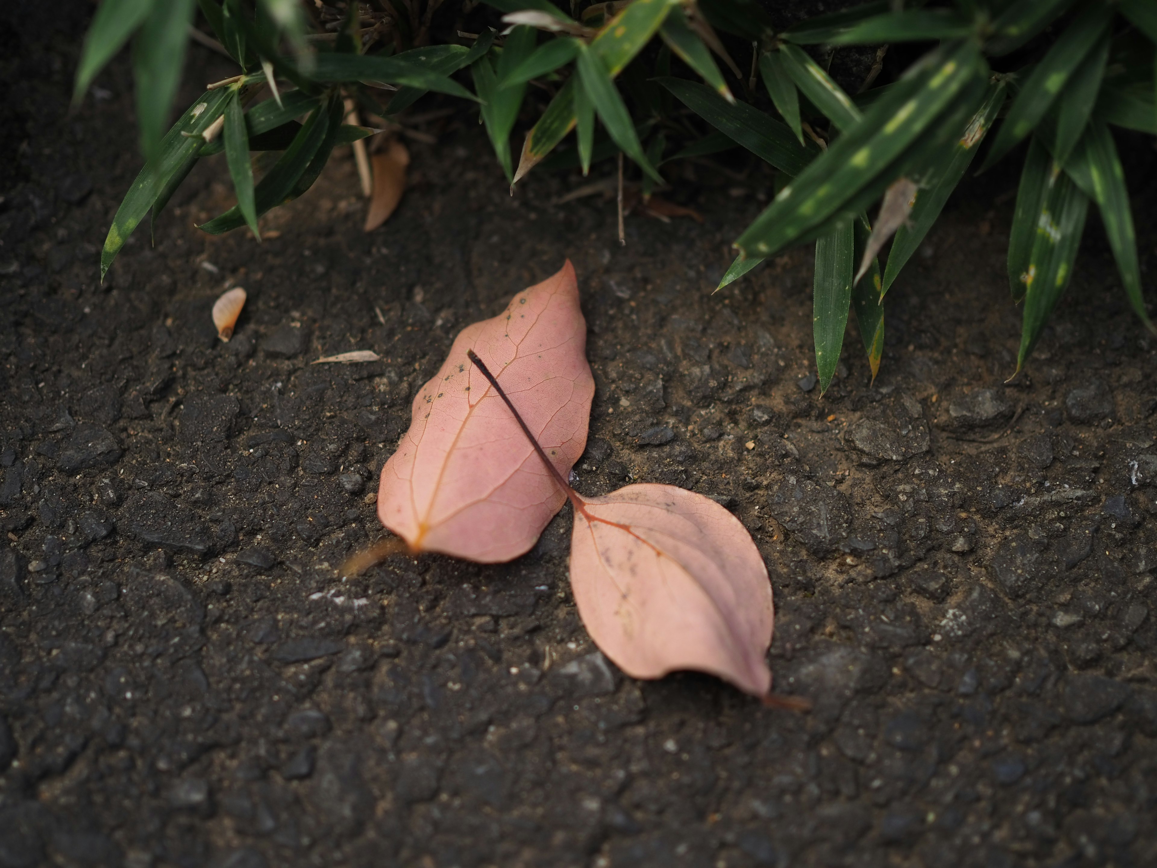 Zwei rosa Blätter auf Asphalt mit grünen Pflanzen im Hintergrund