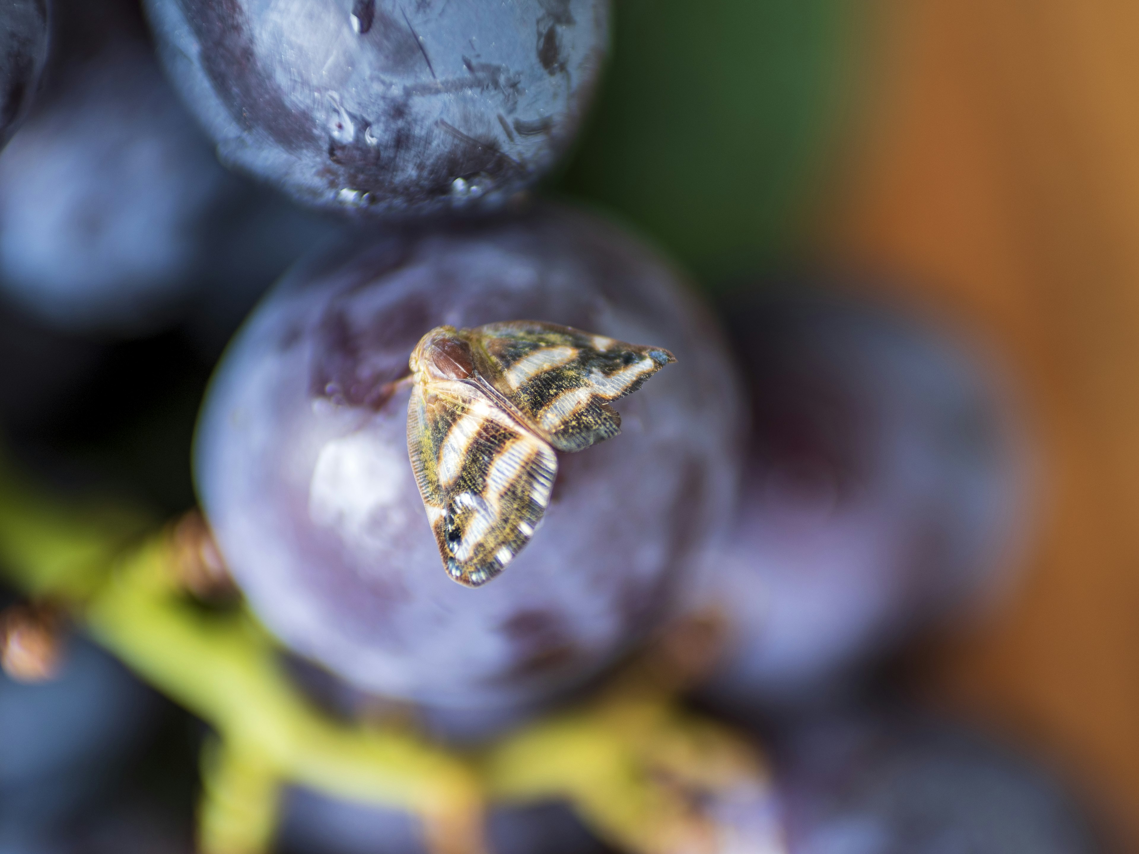 Acercamiento de un pequeño insecto en un racimo de uvas moradas