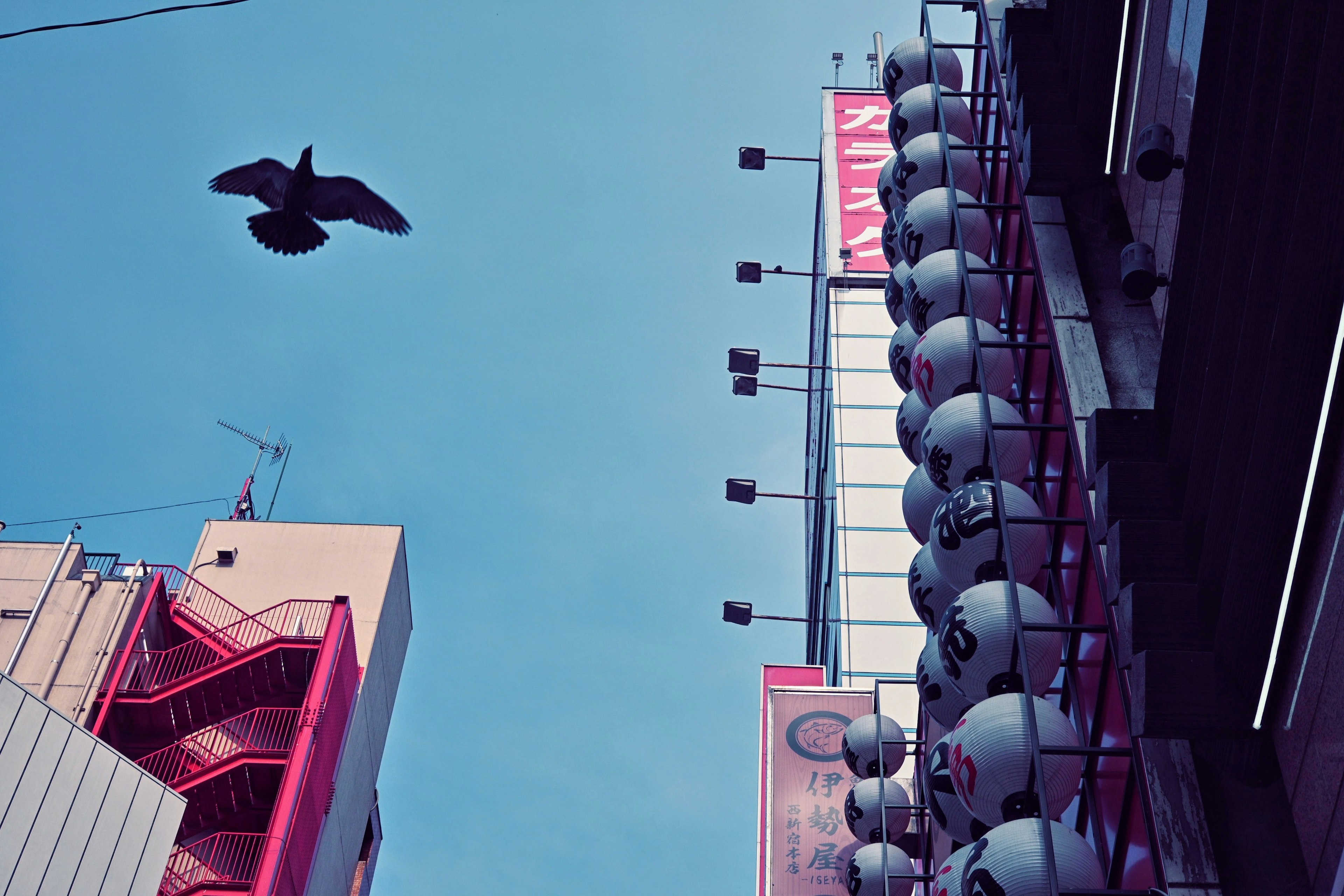 Un oiseau volant sous un ciel bleu près d'un bâtiment avec des lanternes suspendues