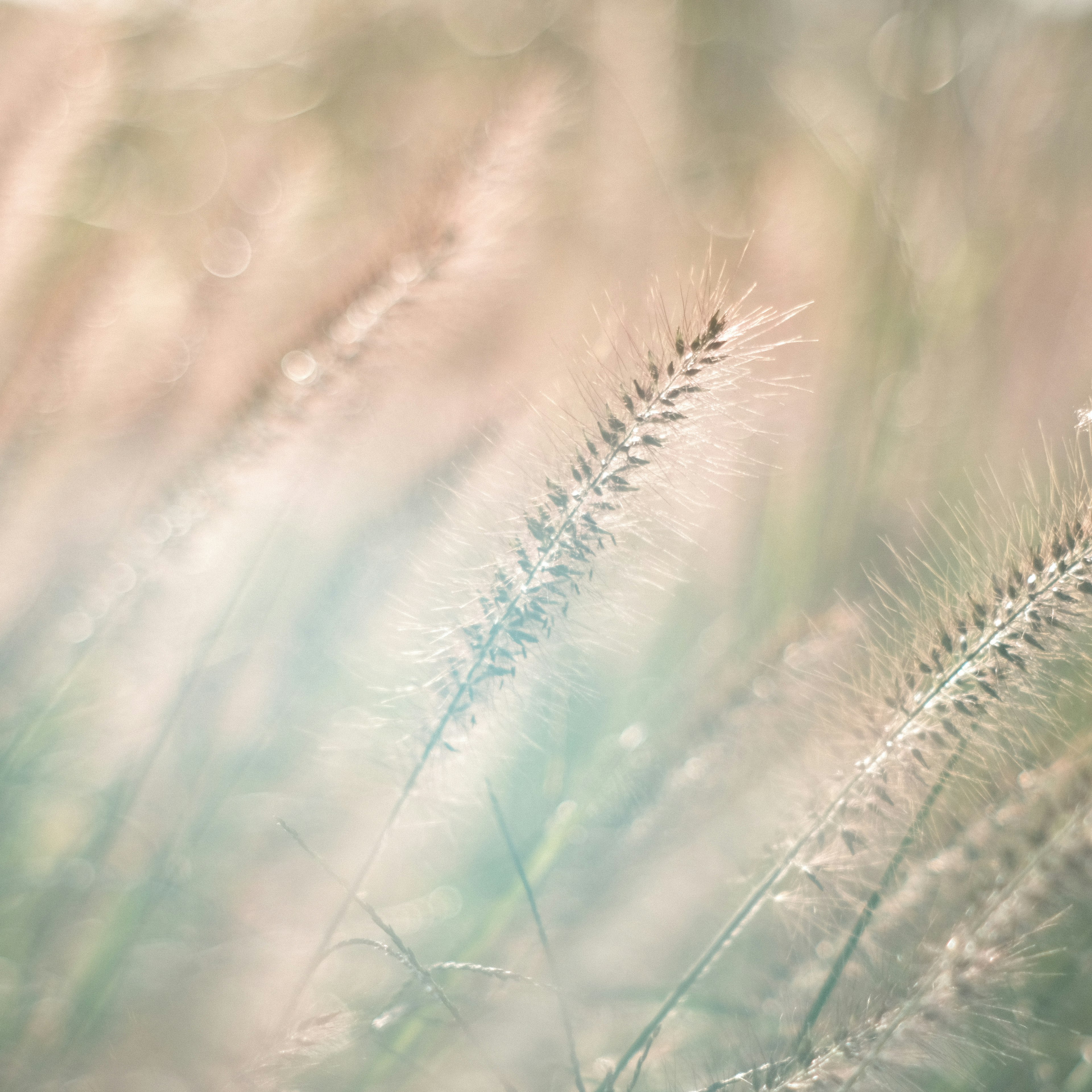 Ein Feld aus Gras mit sanftem Licht und wogenden Ähren