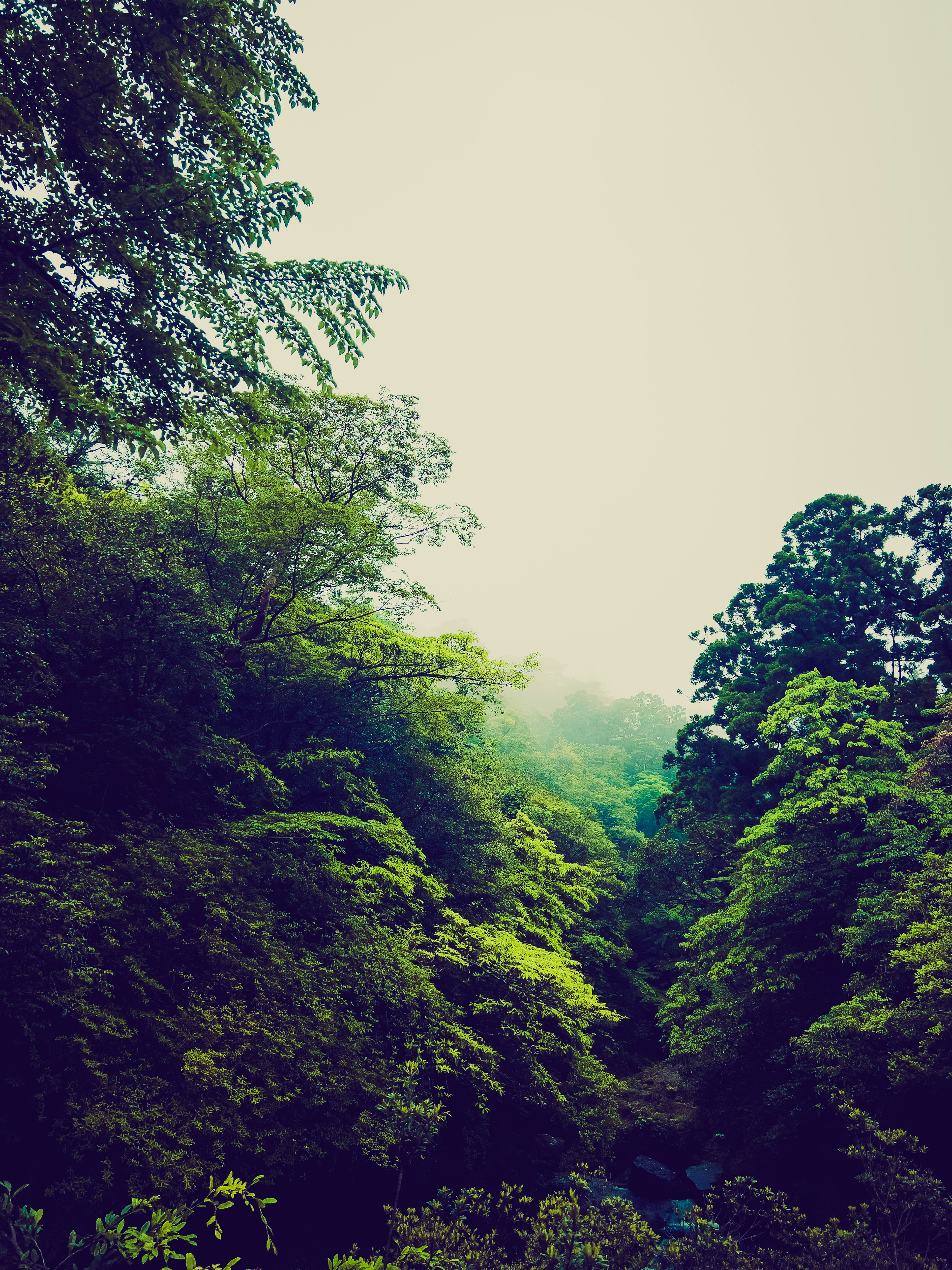 Pemandangan hutan hijau subur yang diselimuti kabut