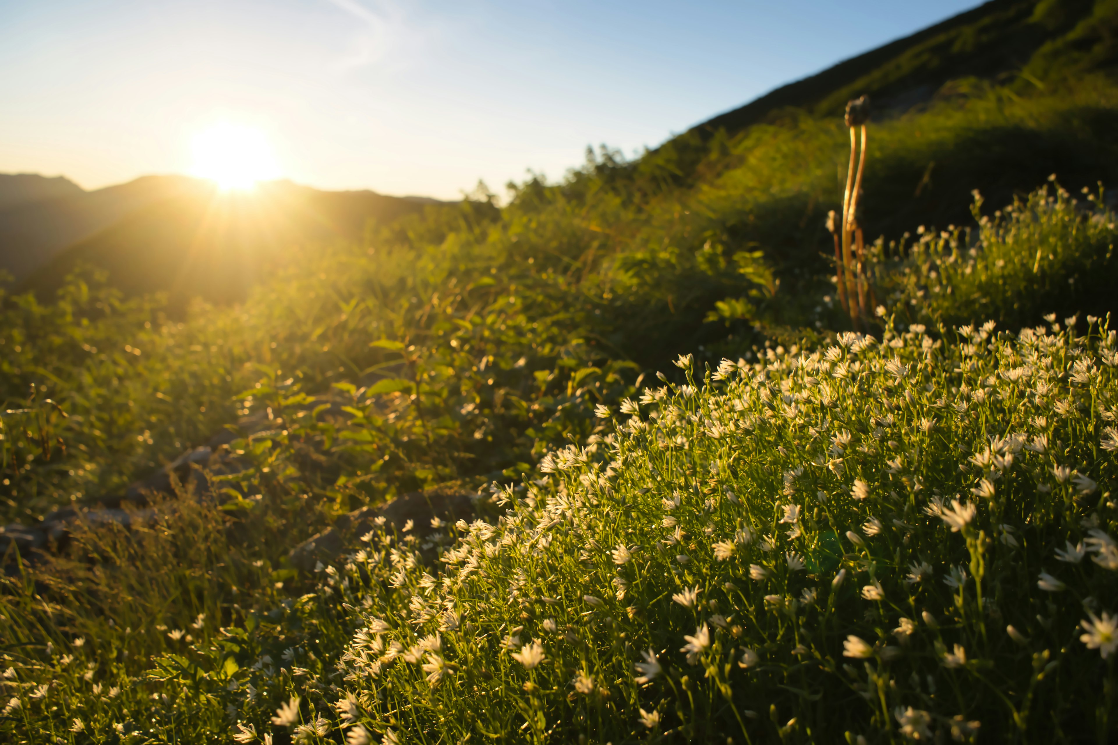 Landschaft mit Blumenfeld im Sonnenuntergang grüne Hügel und weiße Blüten