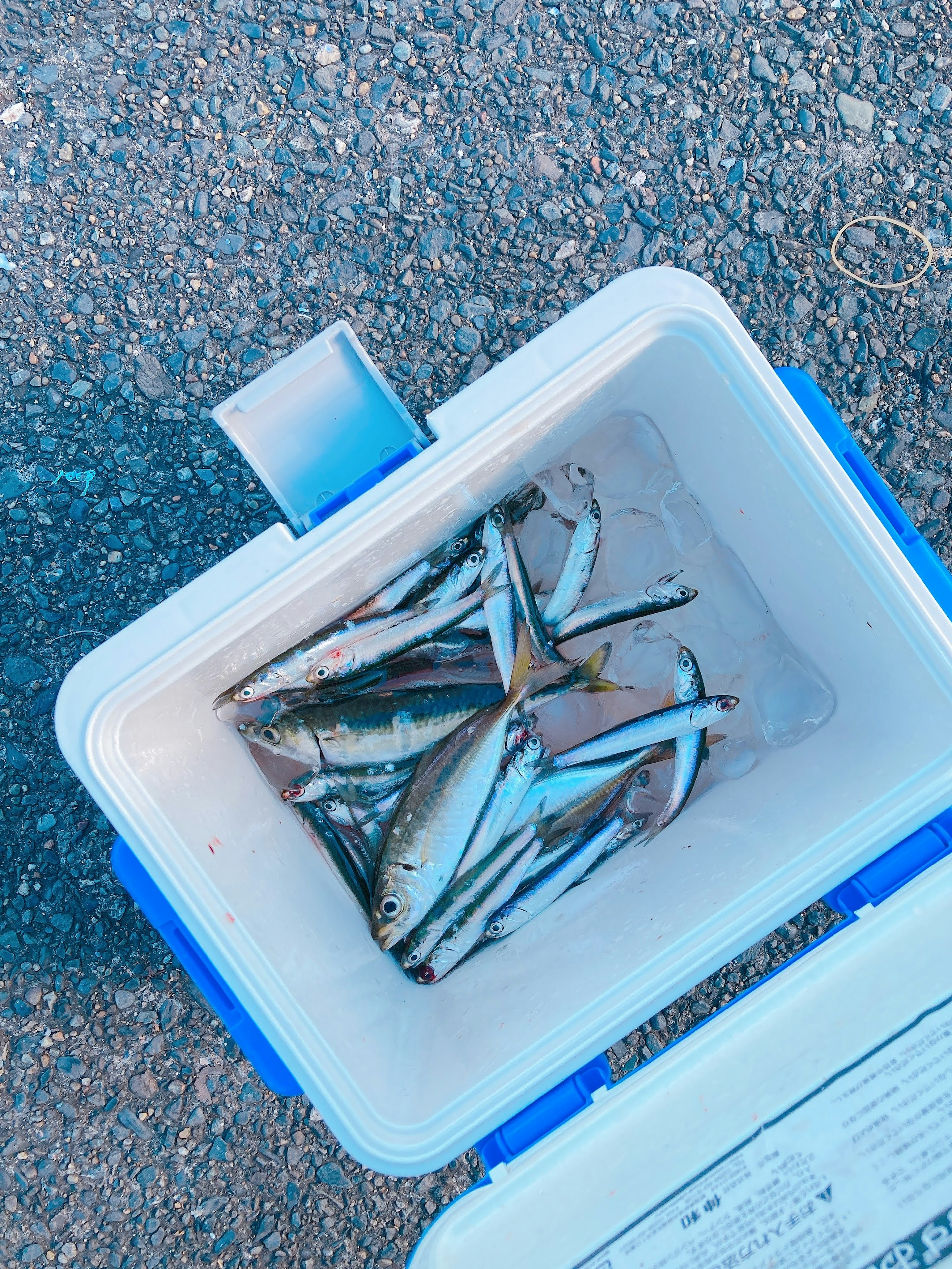 Pescado dentro de una caja de hielo azul