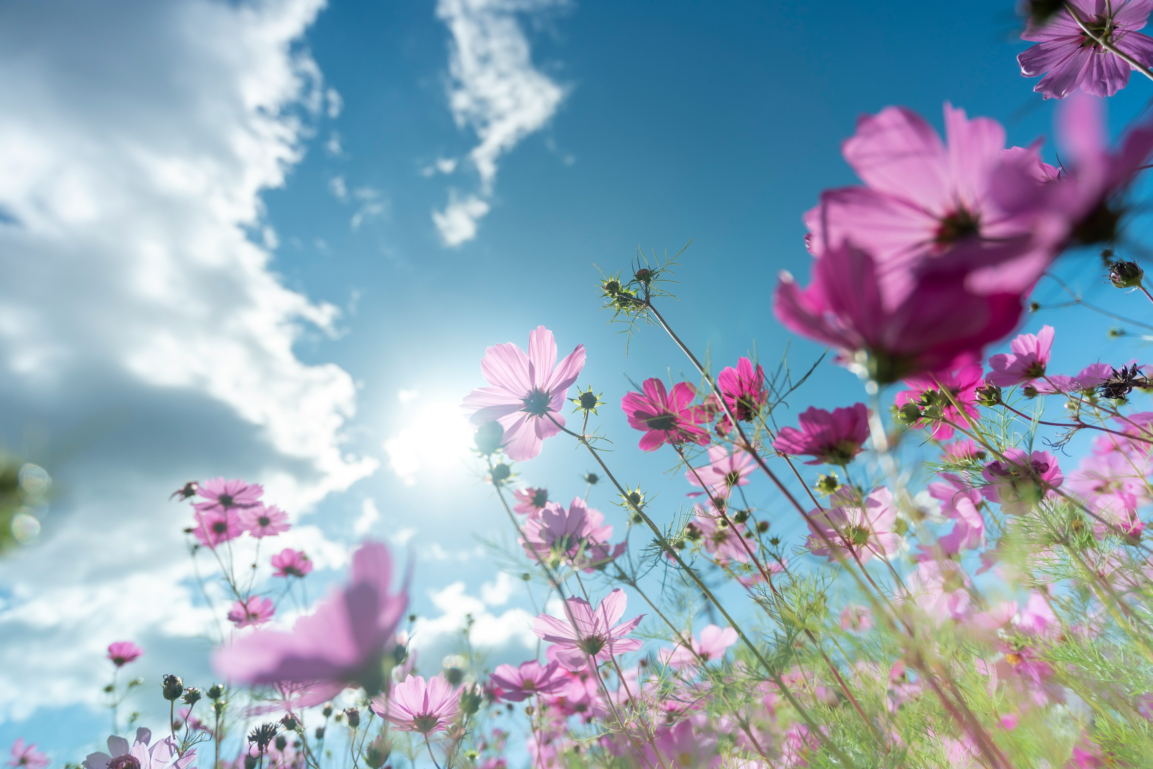 青空と雲の下で咲くピンクの花々の群れ