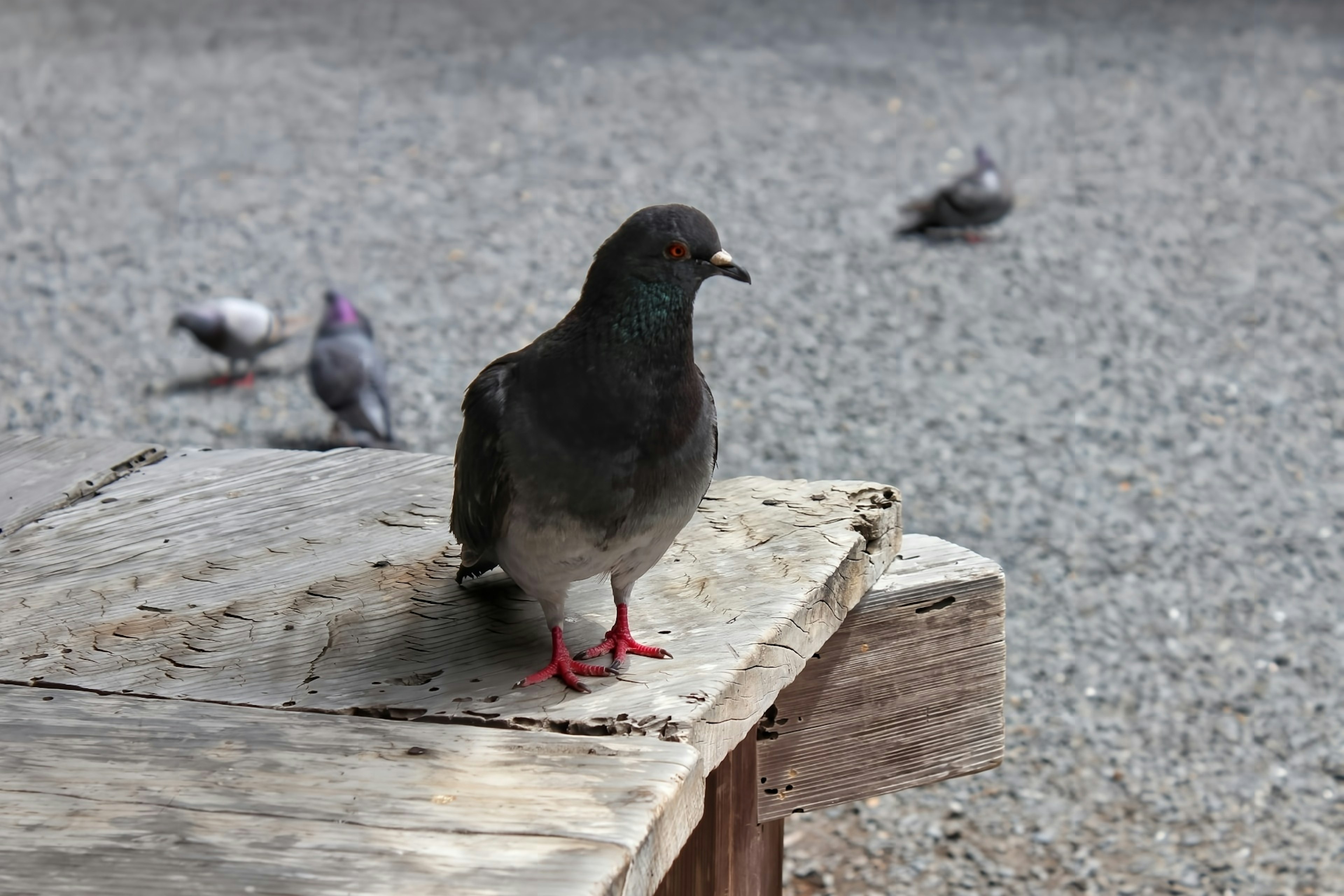 A gray pigeon standing on a wooden table with other pigeons in the background