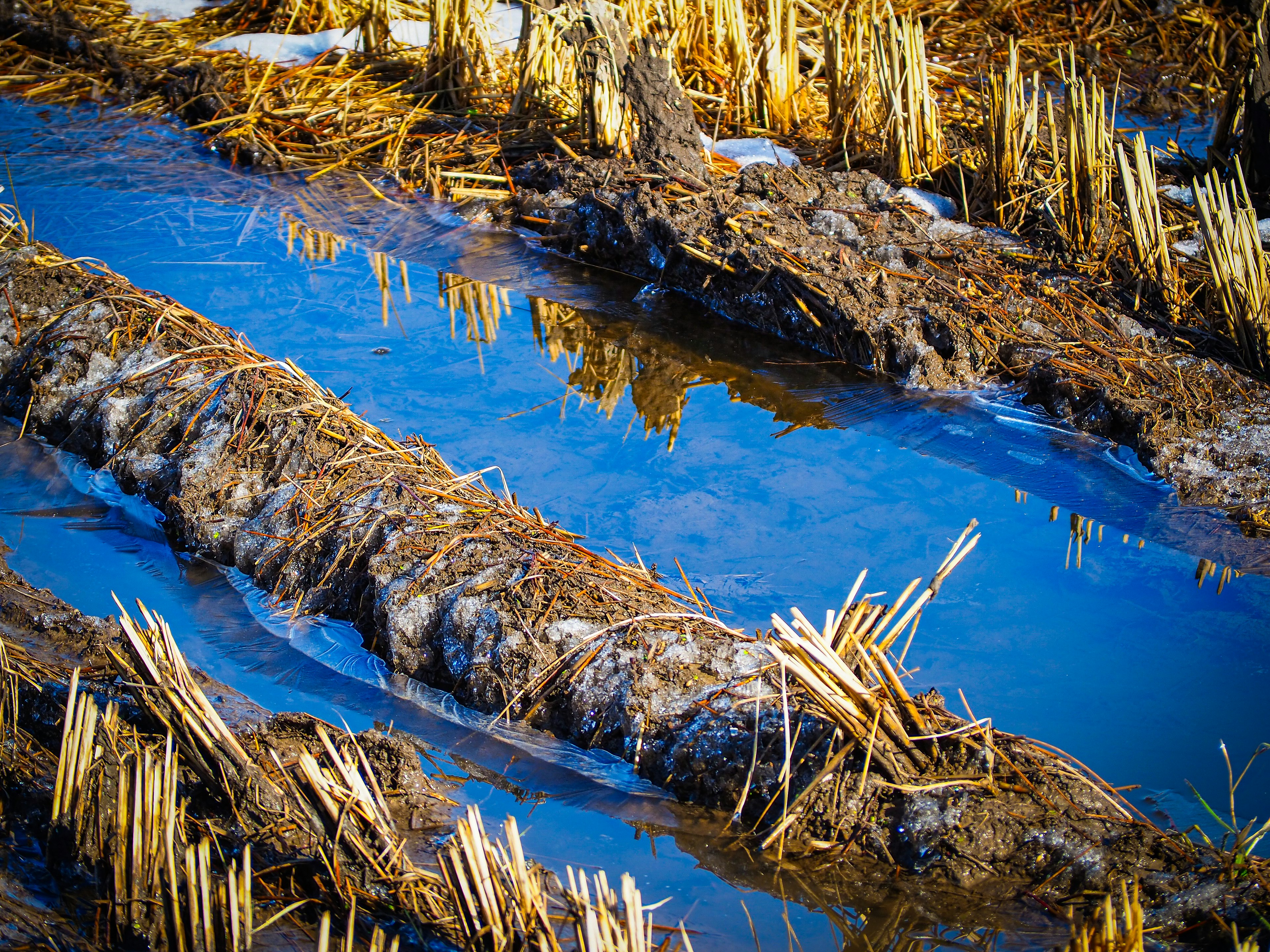 A landscape of farmland with puddles and remnants of dried rice stalks