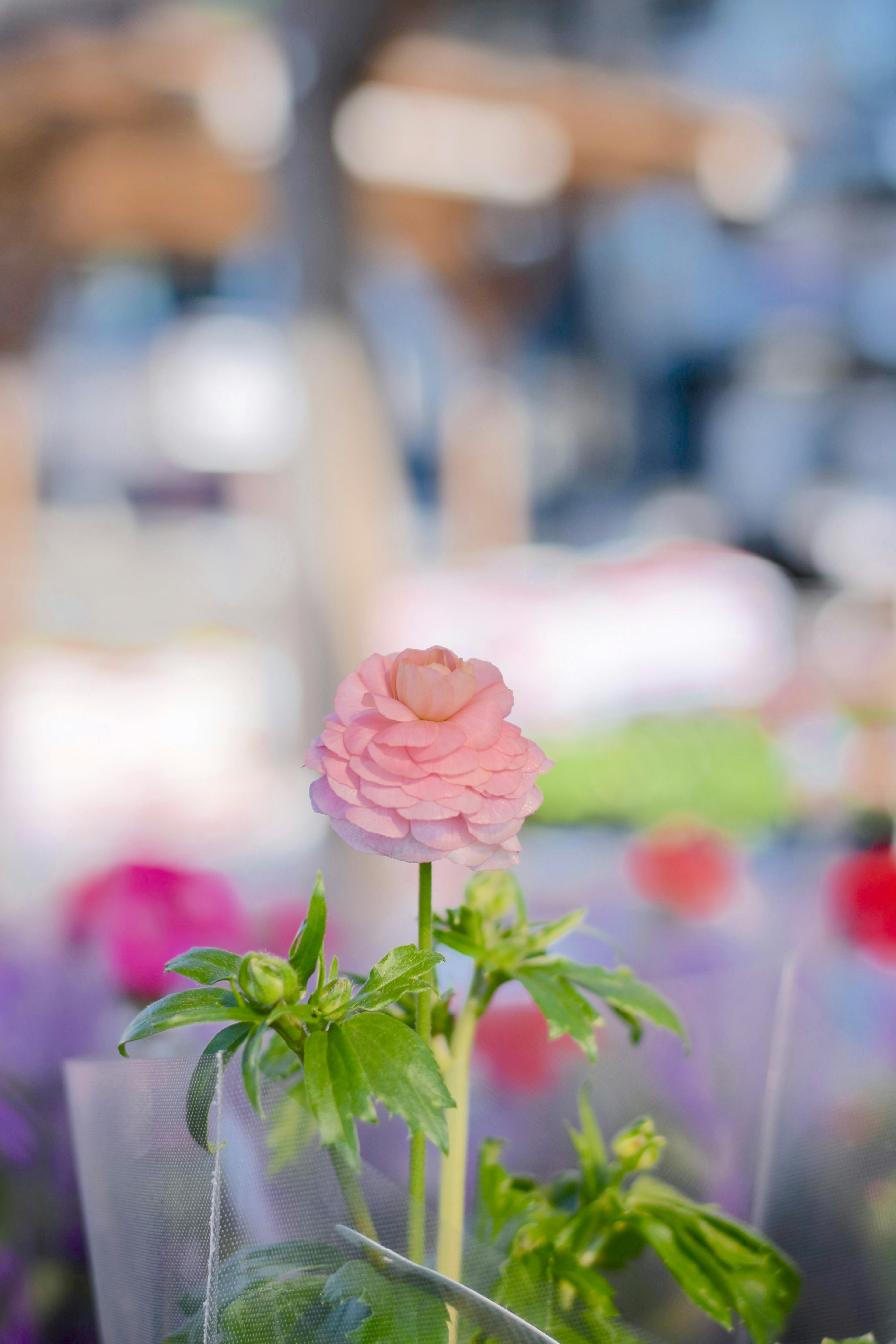 ピンクのラナンキュラスの花が鮮やかに咲いている