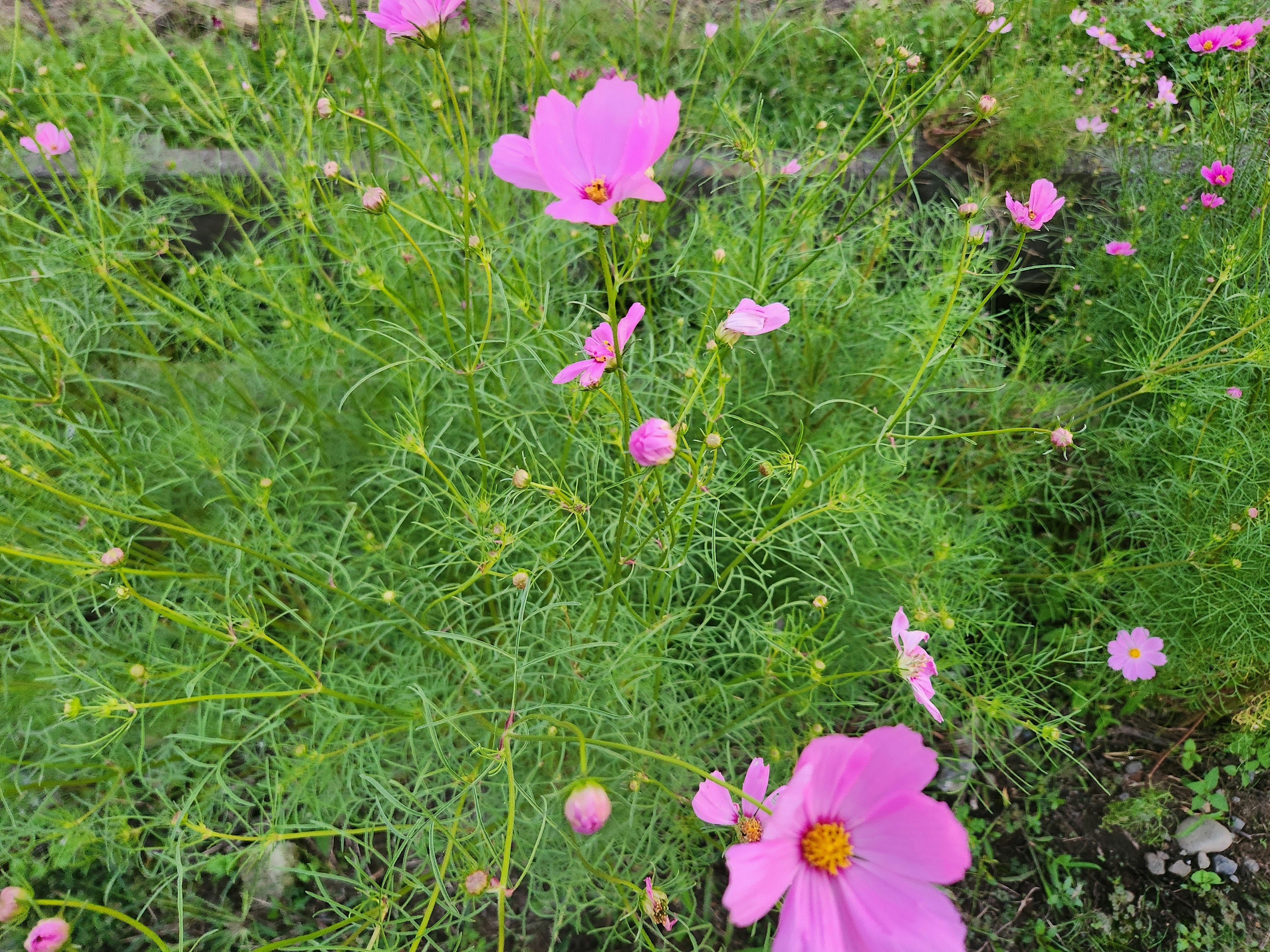 緑の葉の間に咲くピンクのコスモスの花々