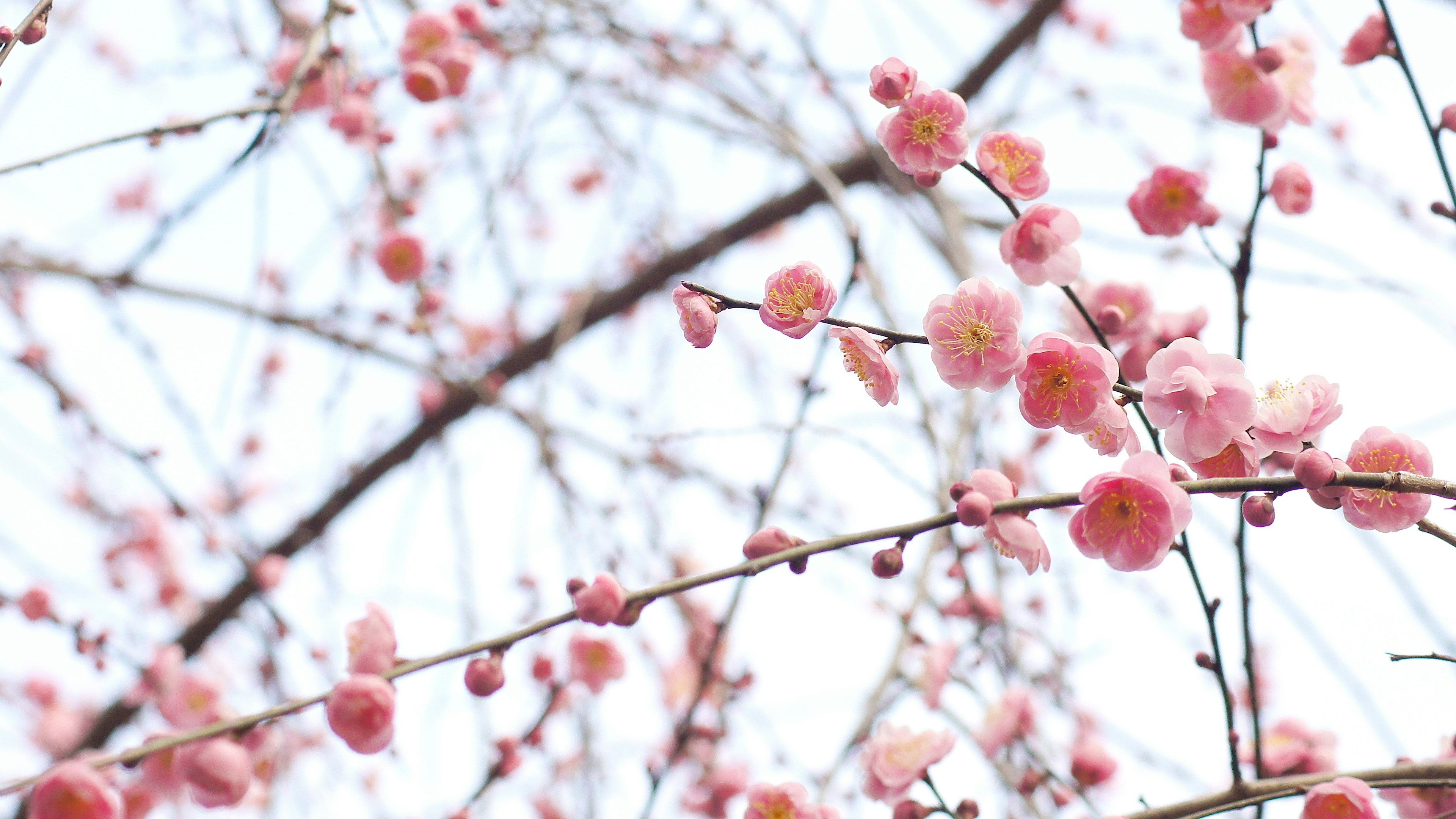 Gros plan sur des branches avec des fleurs roses