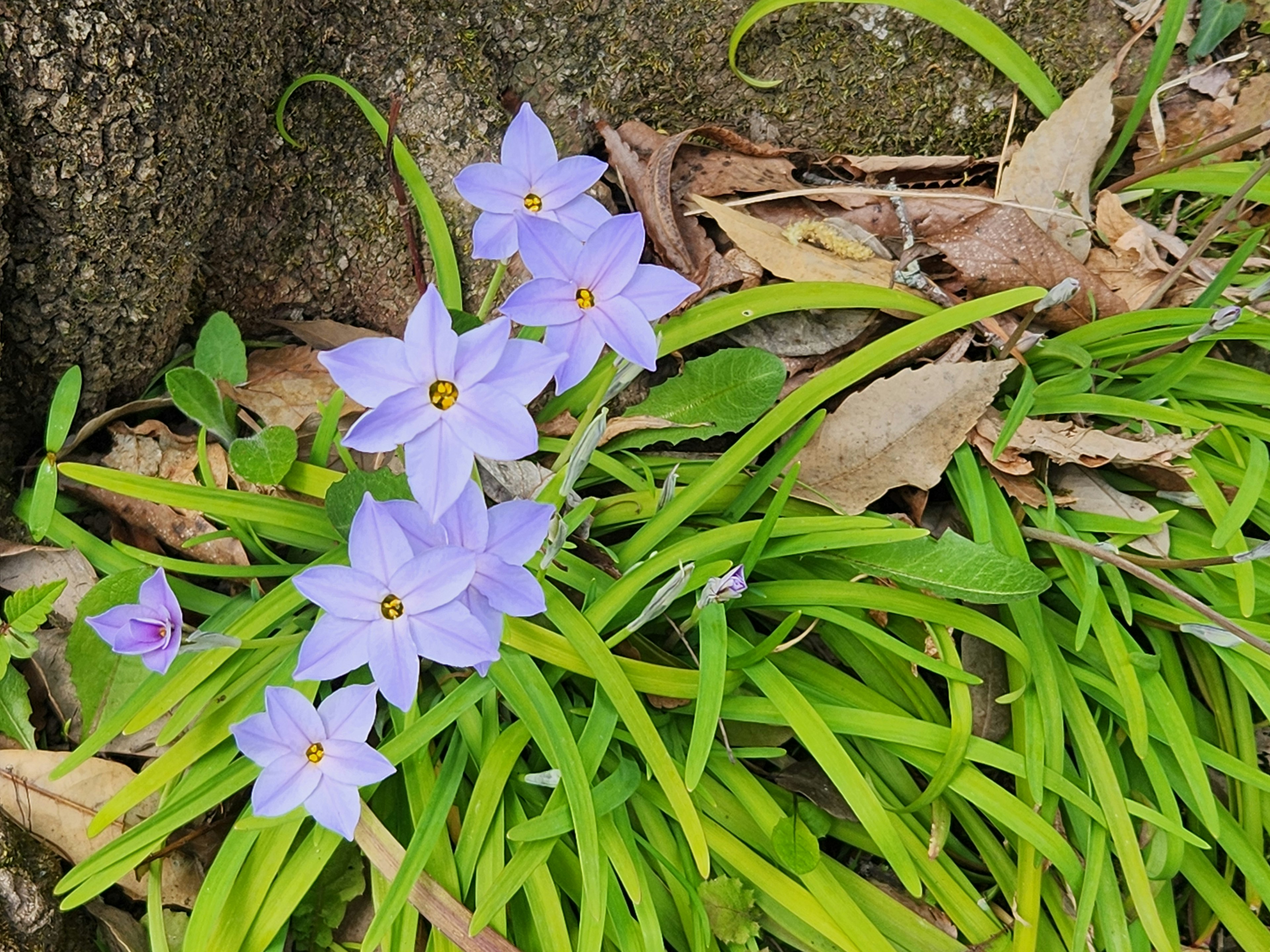 Imagen de flores moradas con hierba verde cerca del suelo