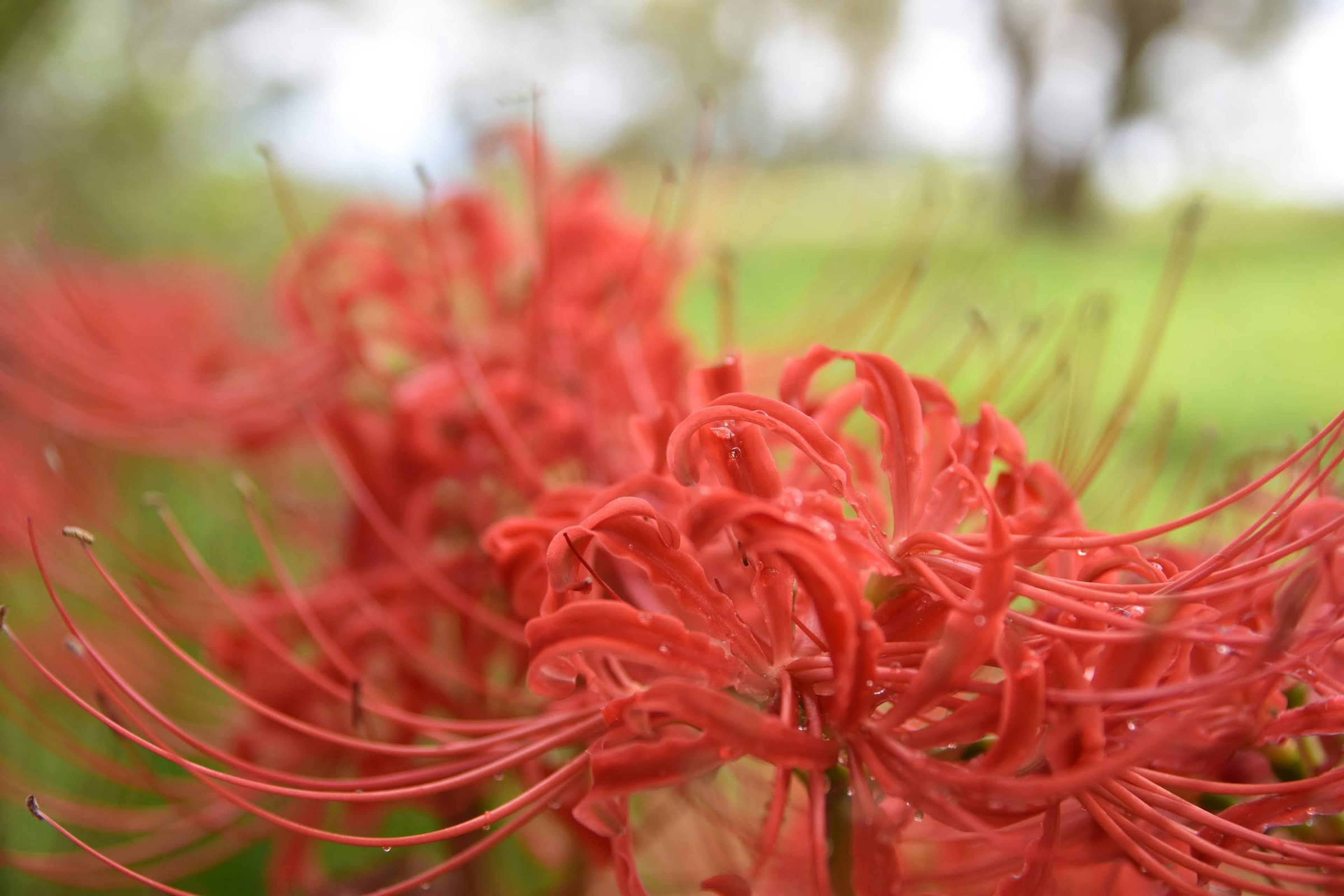 Close-up photo of vibrant red spider lily petals