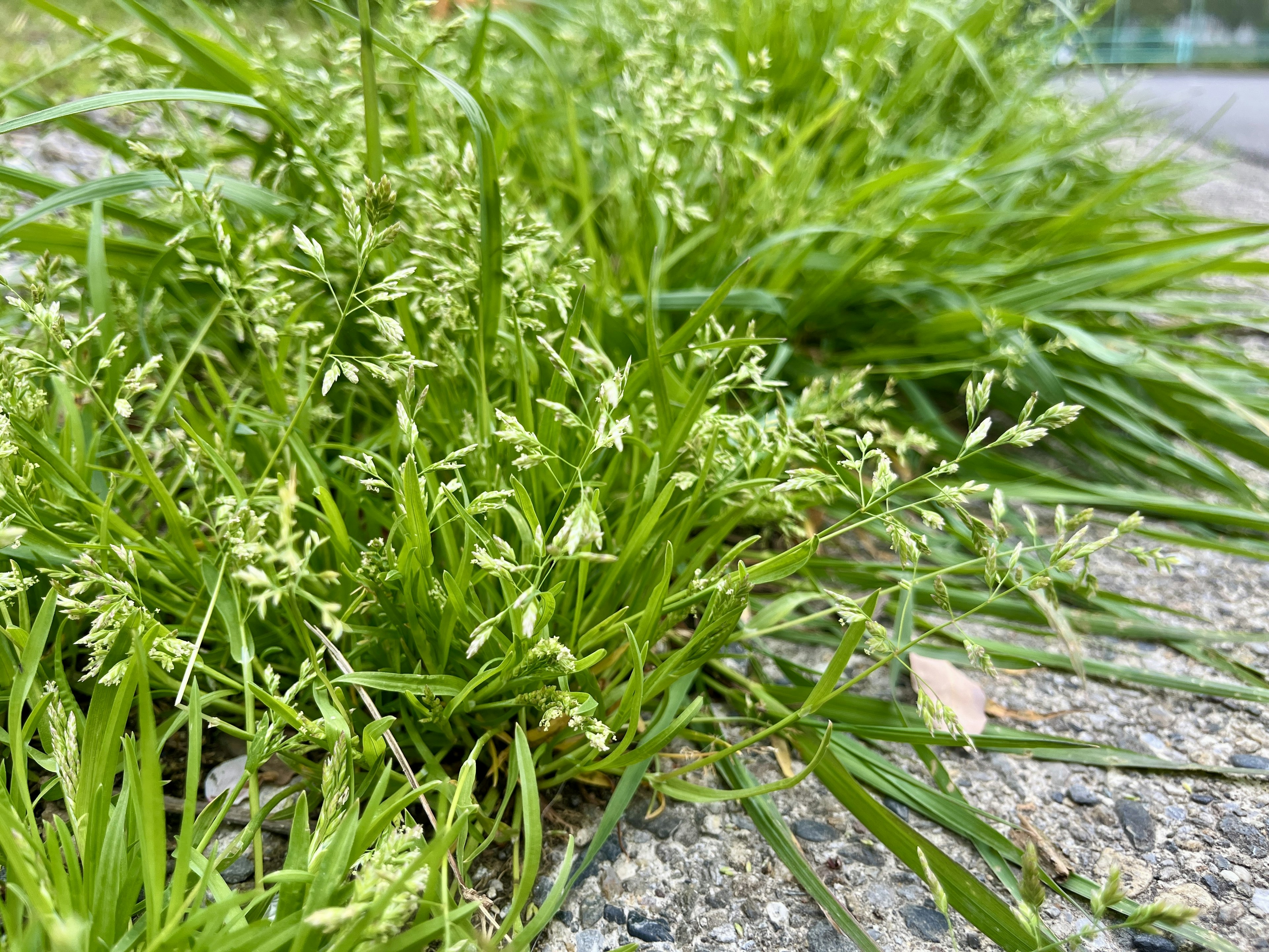 Kedekatan rumput hijau dengan bunga putih kecil