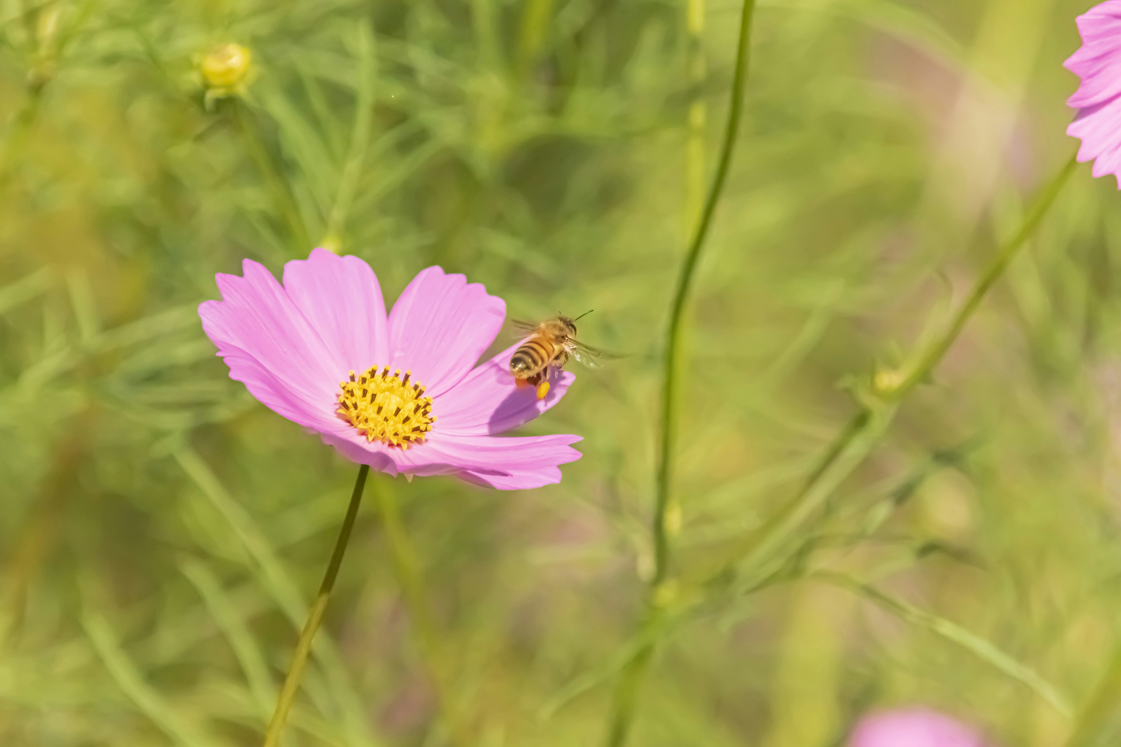 Close-up bunga cosmos pink dengan lebah mengumpulkan nektar