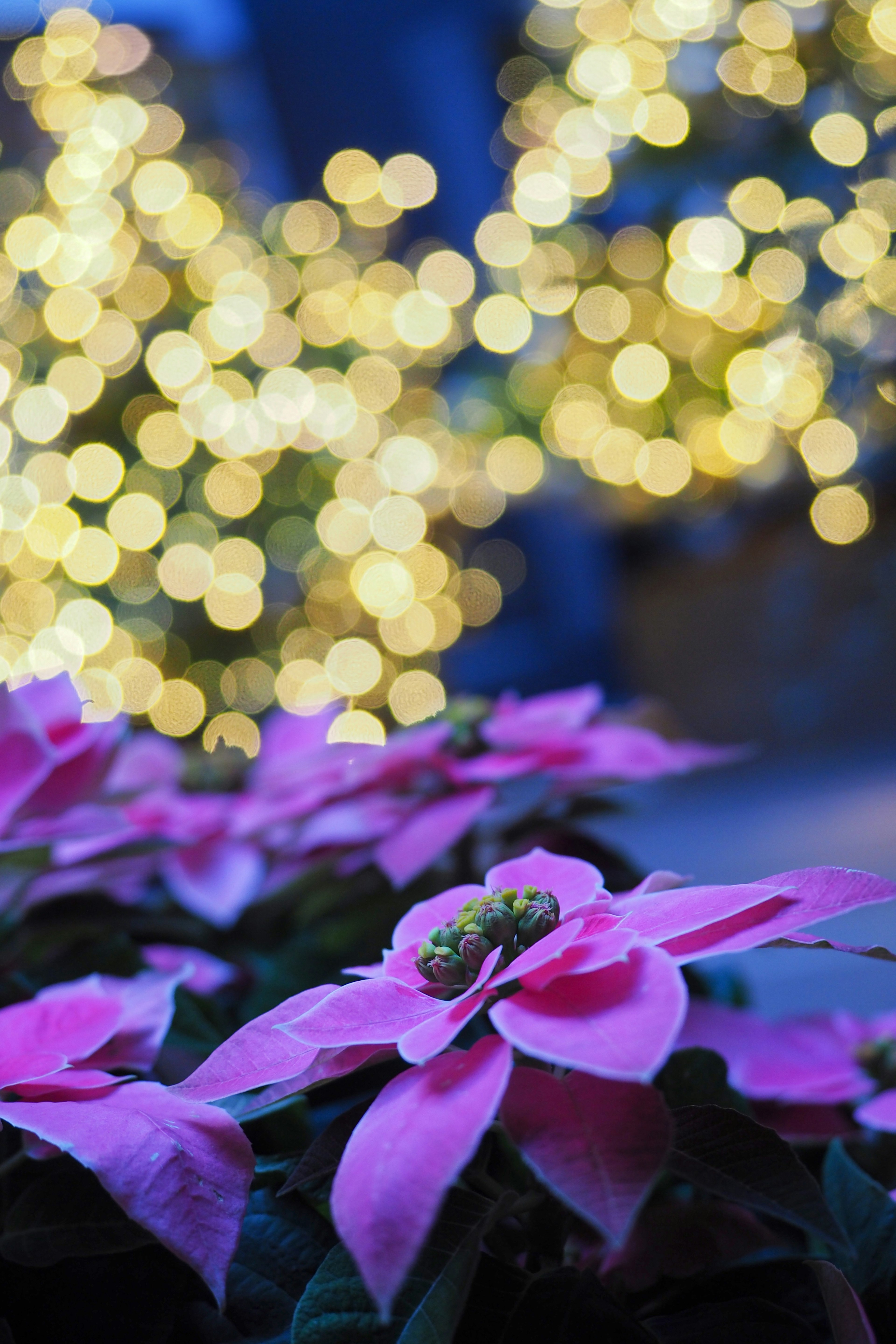 ピンクのポインセチアの花とぼんやりとした光の背景