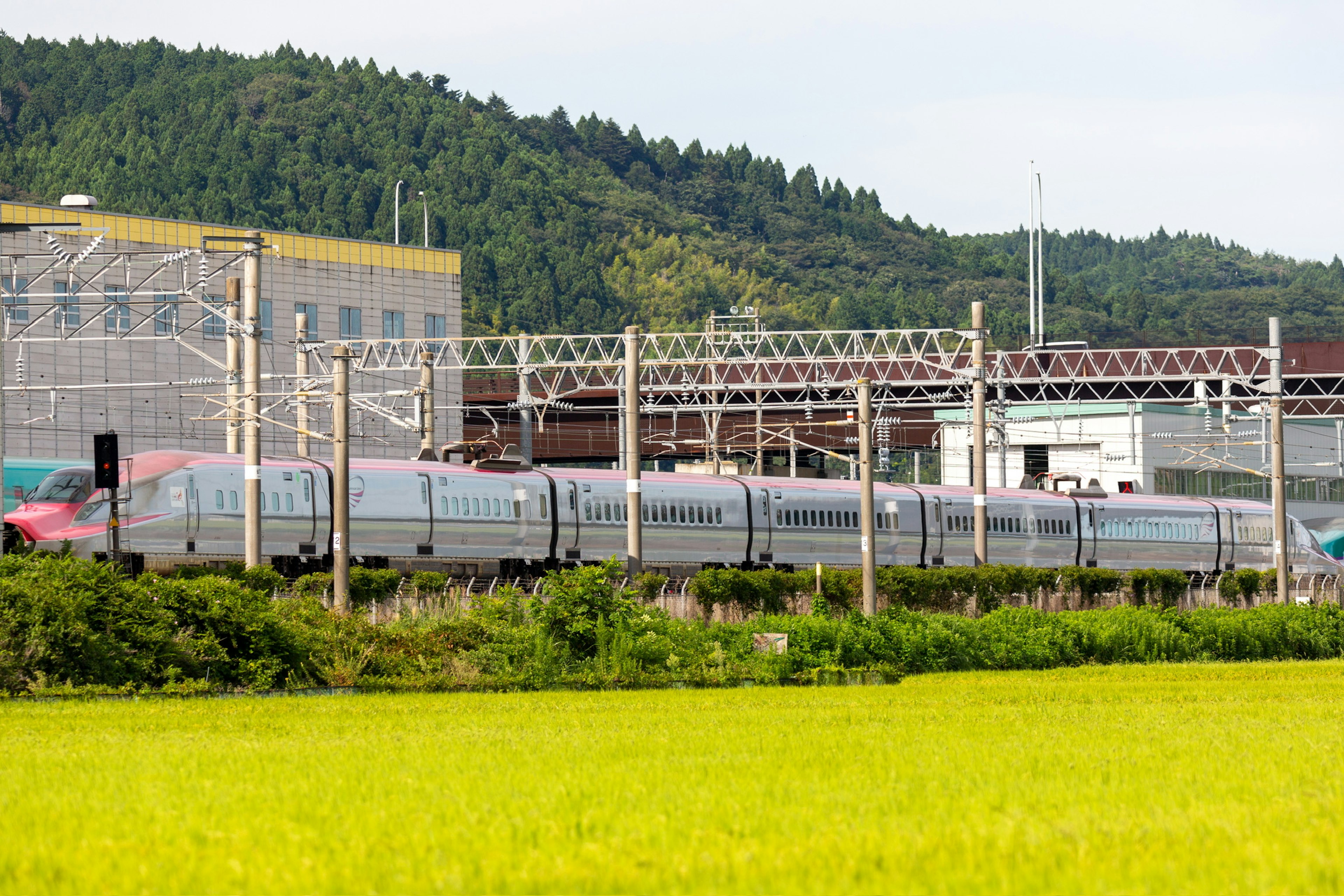 Shinkansen yang melintas dekat sawah dengan tanaman hijau di latar belakang