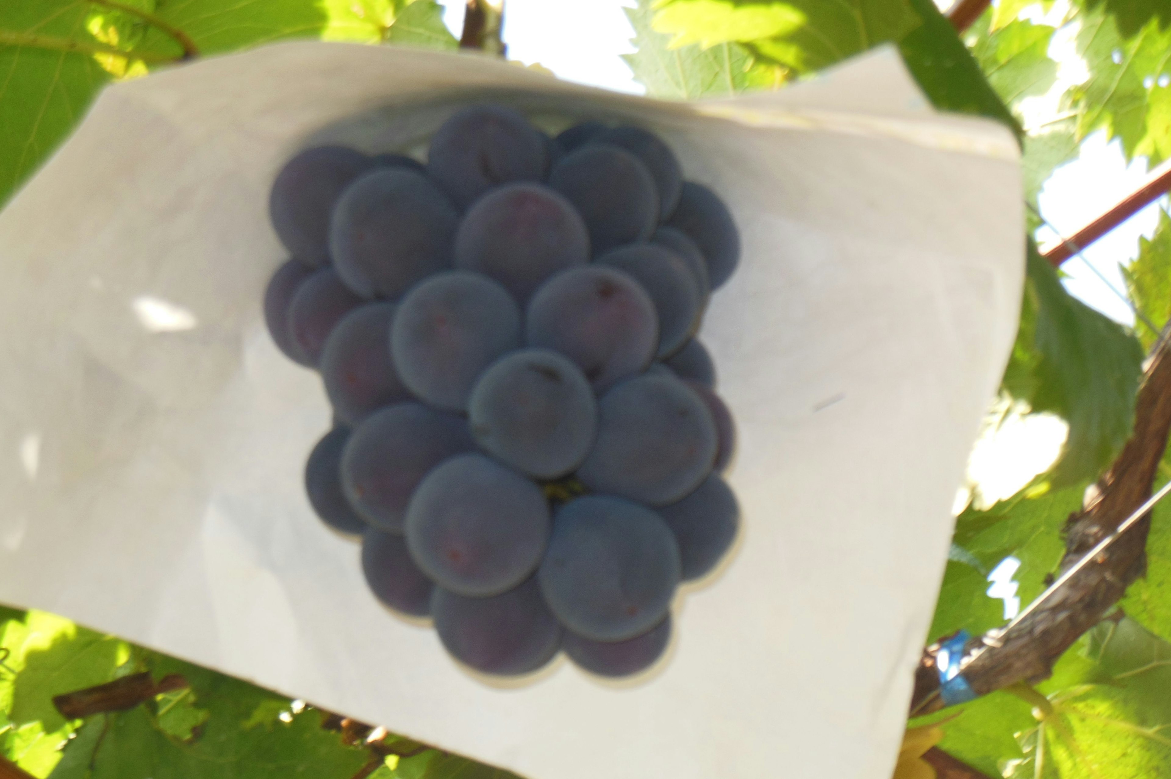 A cluster of blue grapes hanging among green leaves