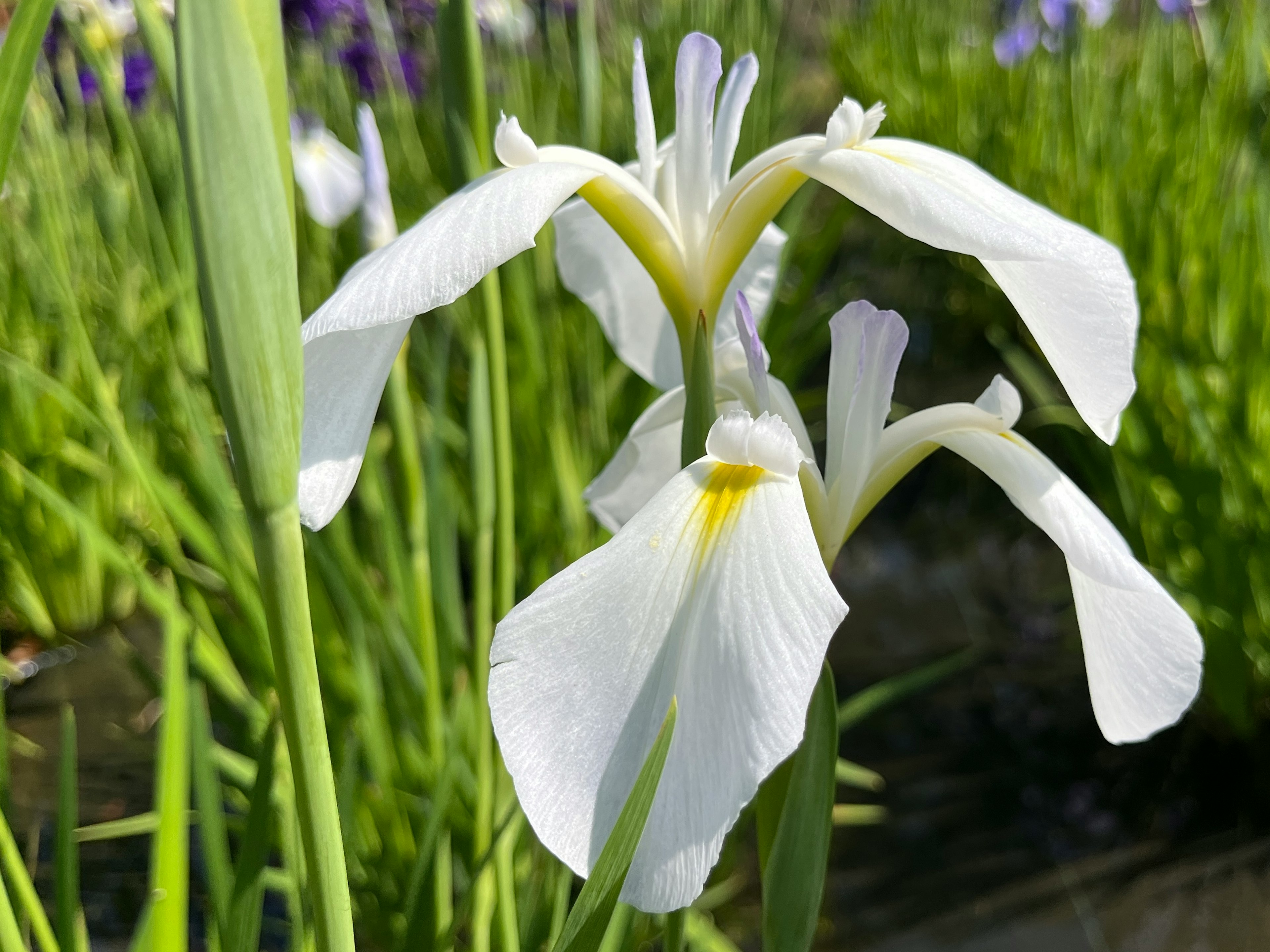 白いアイリスの花が緑の葉に囲まれて咲いている