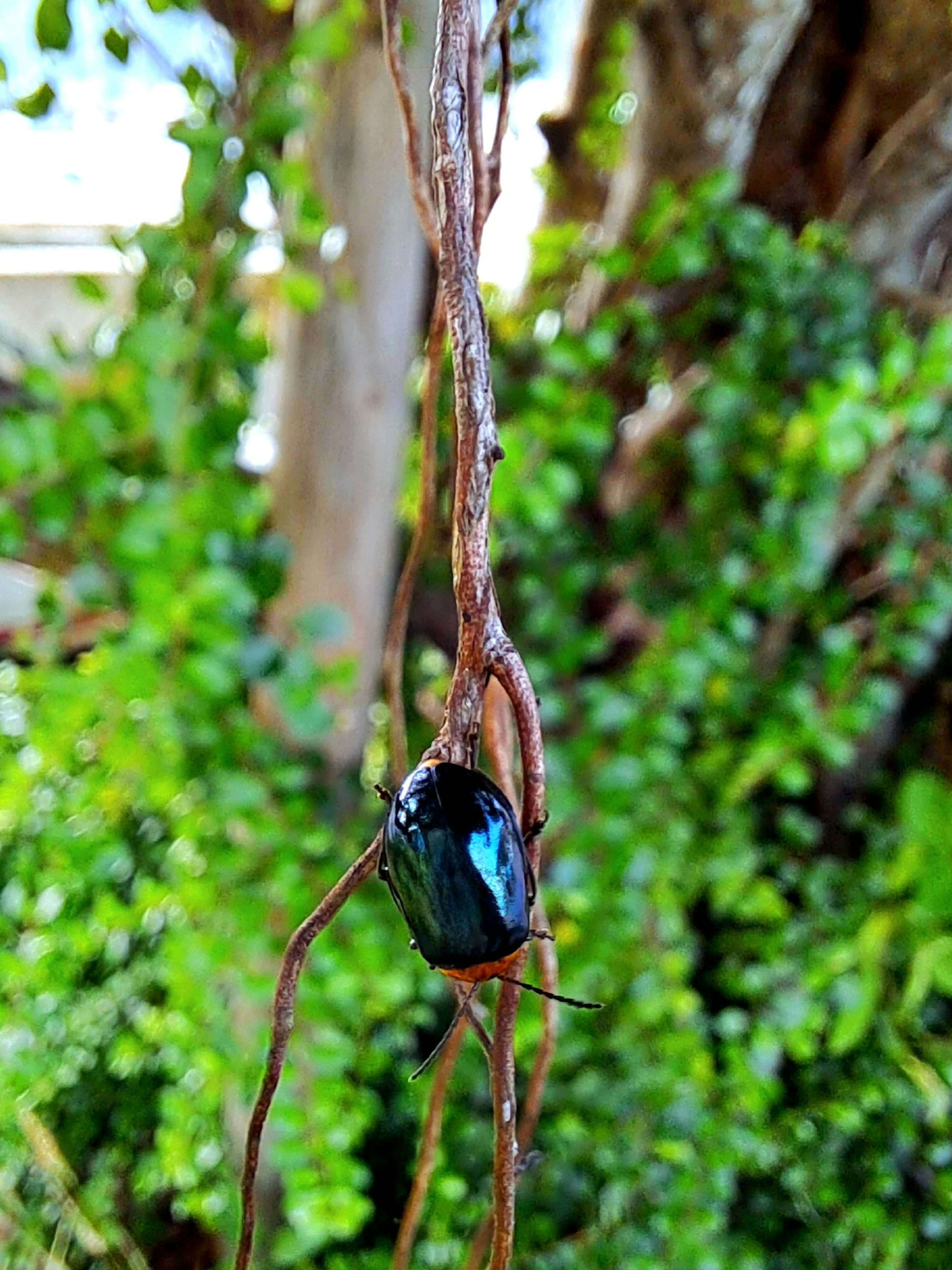 Un scarabée bleu blotti parmi des vignes sur un tronc d'arbre