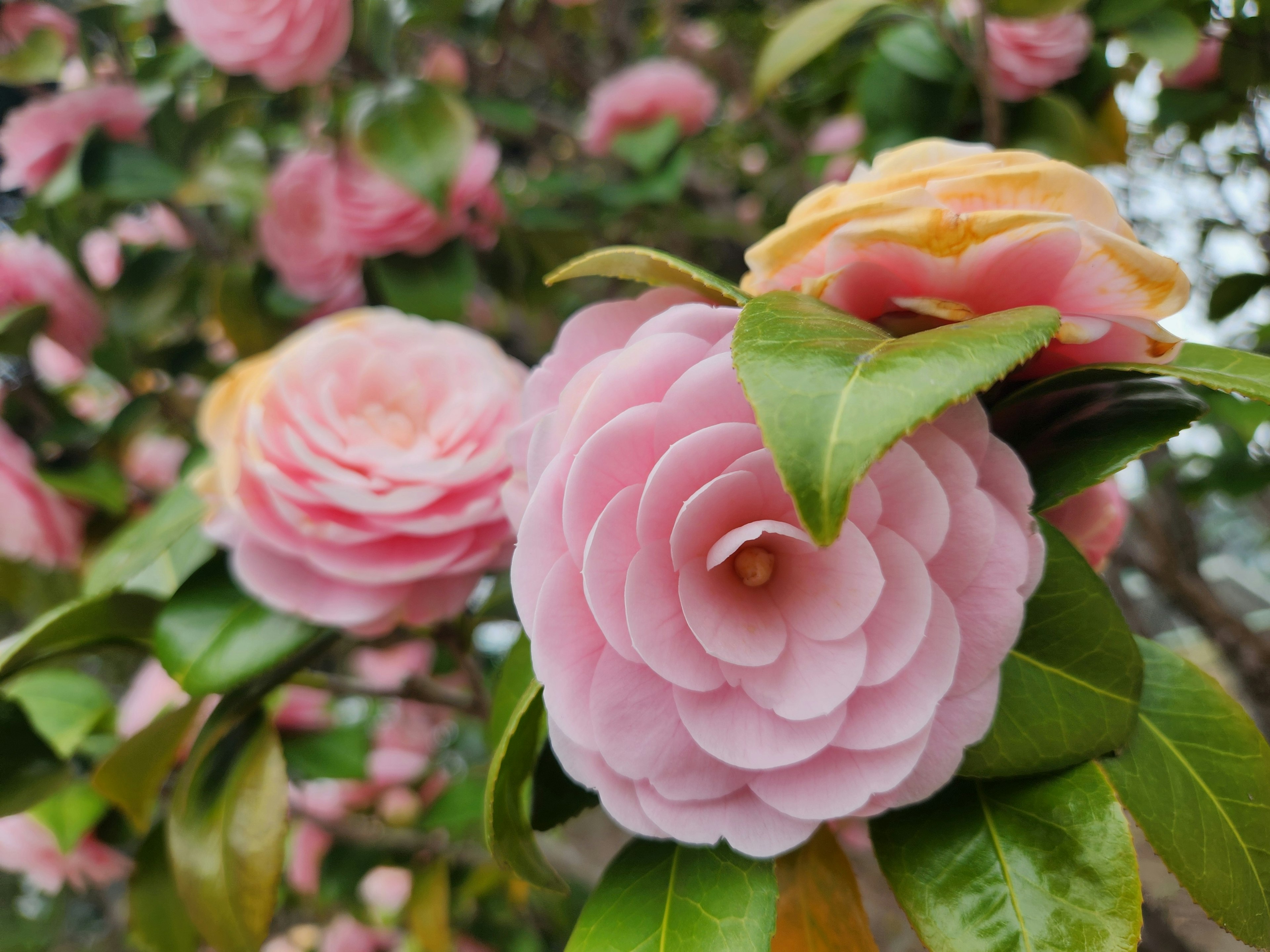 Primo piano di fiori di camelia rosa e arancione che fioriscono su un ramo