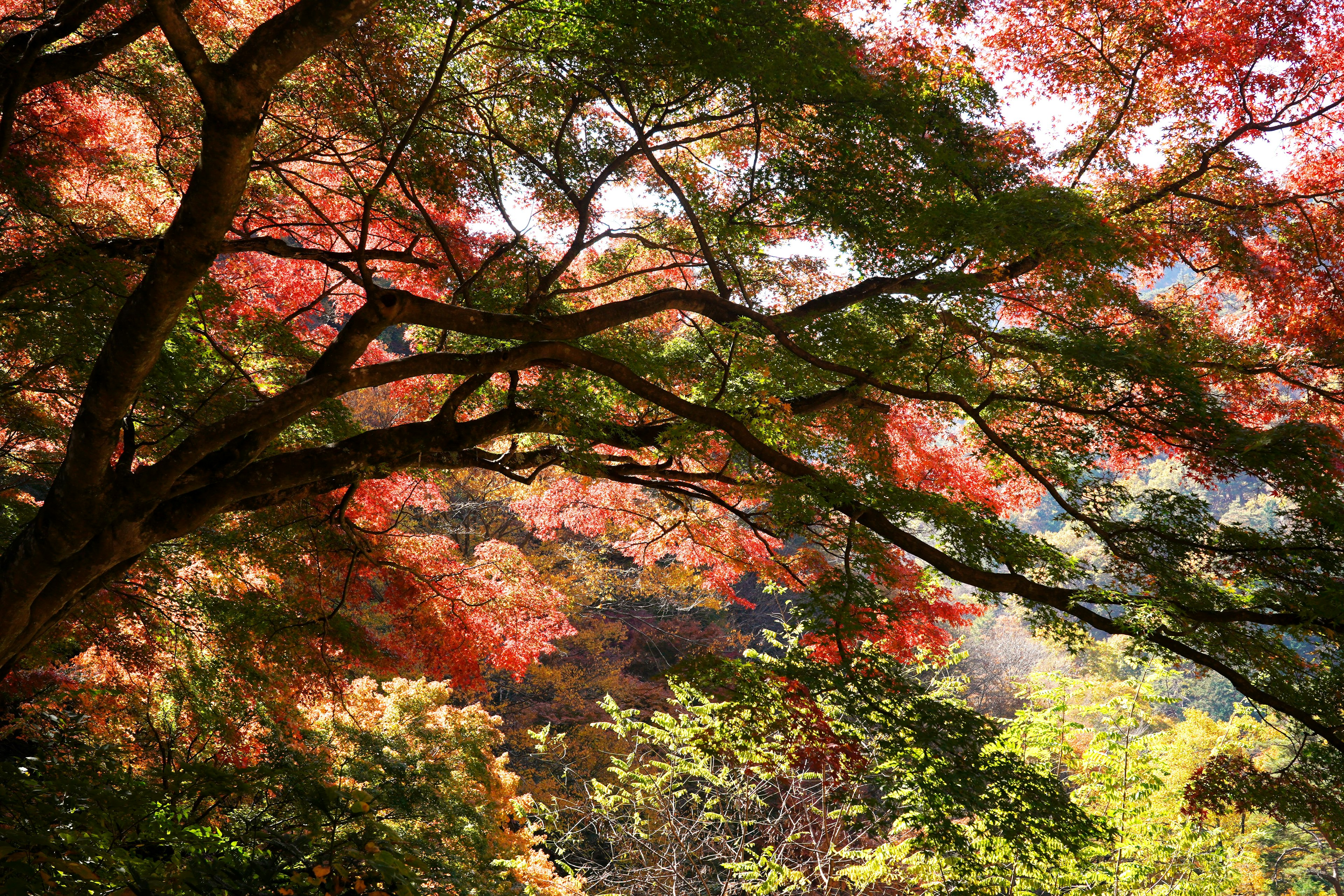 Vue panoramique de feuillage d'automne avec des feuilles rouges et vertes vives