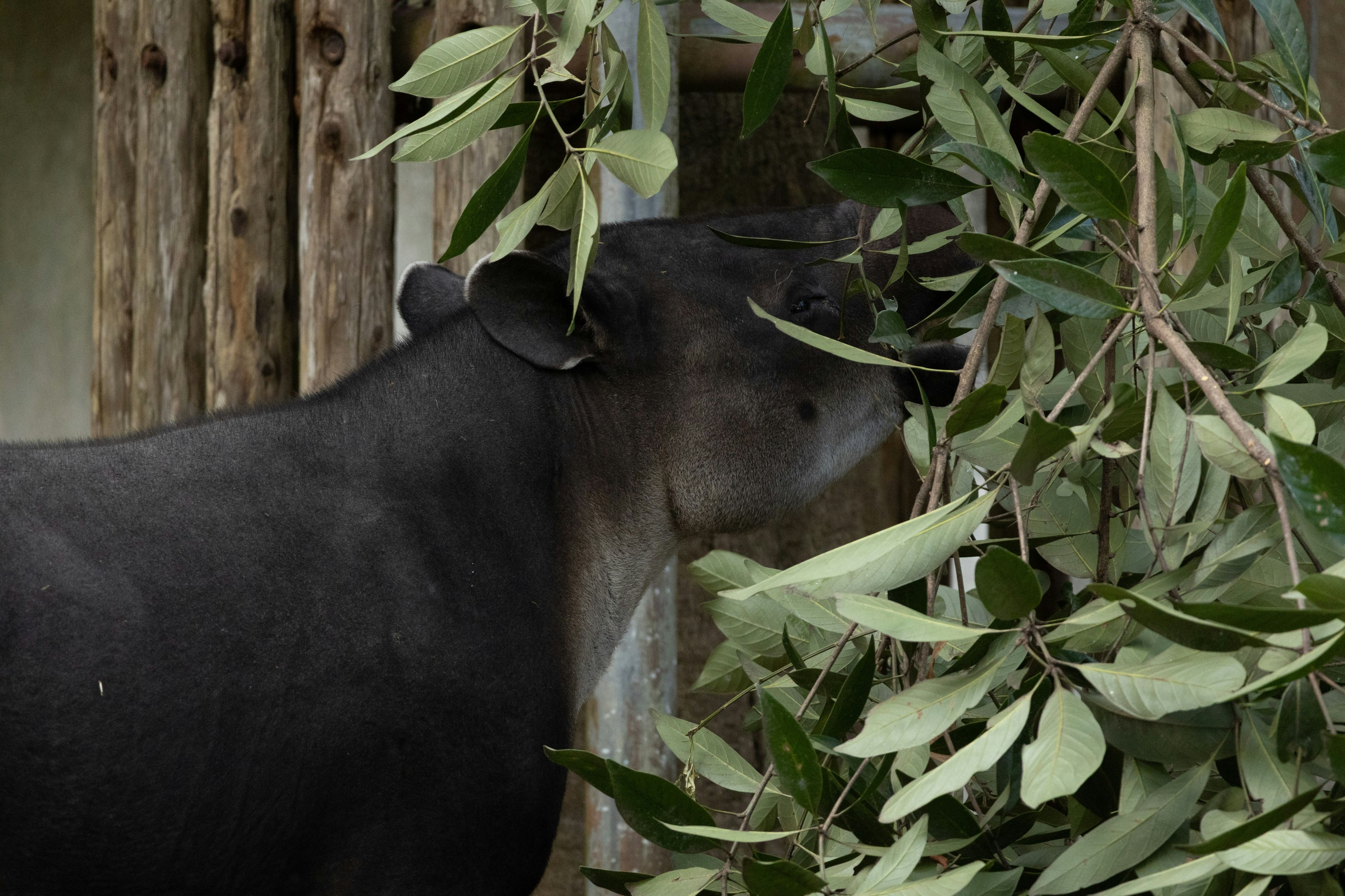 Animal negro asomándose entre hojas verdes