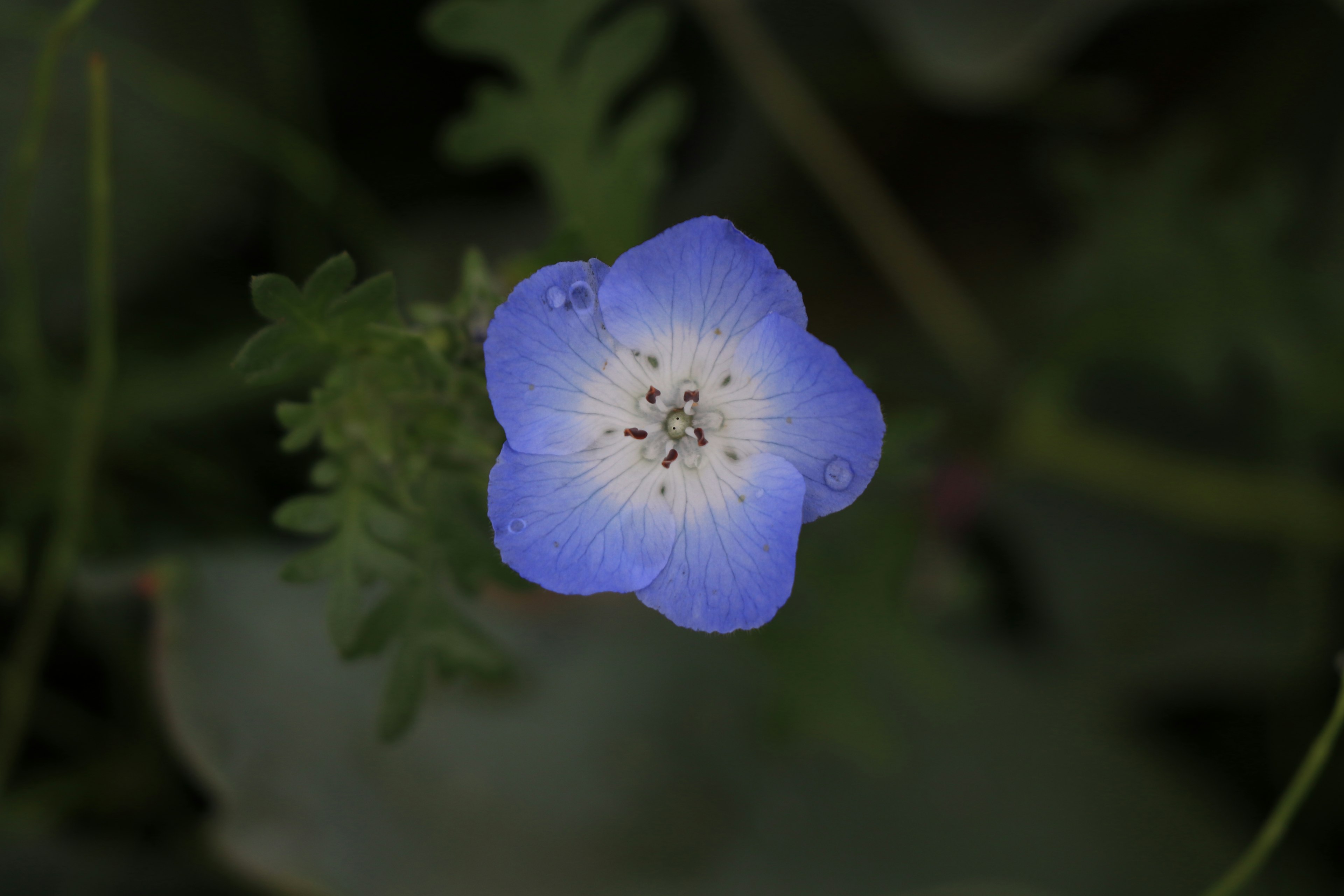 A blue flower with white-edged petals surrounded by green leaves