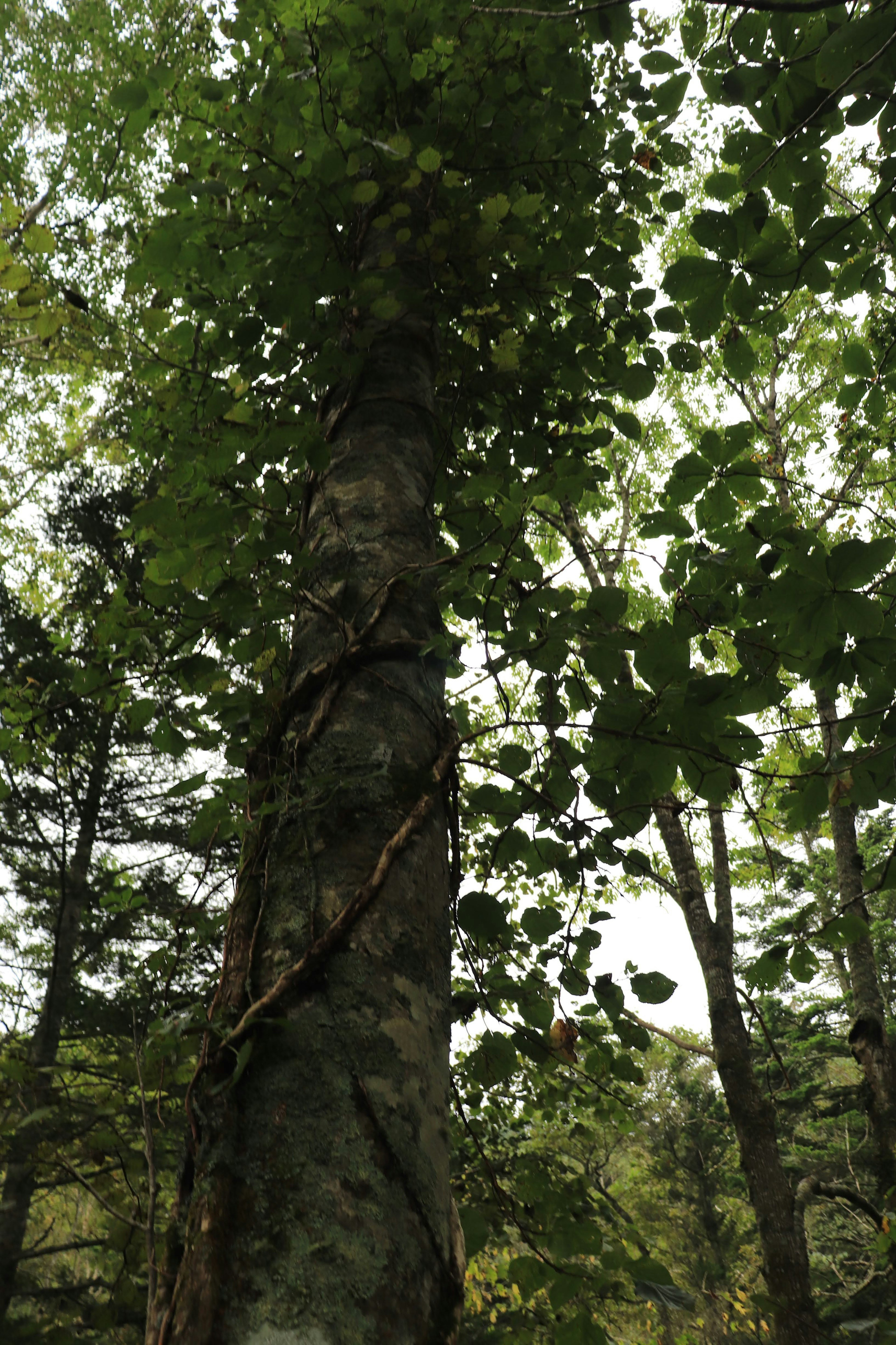 Pohon tinggi dengan daun hijau dalam pengaturan hutan