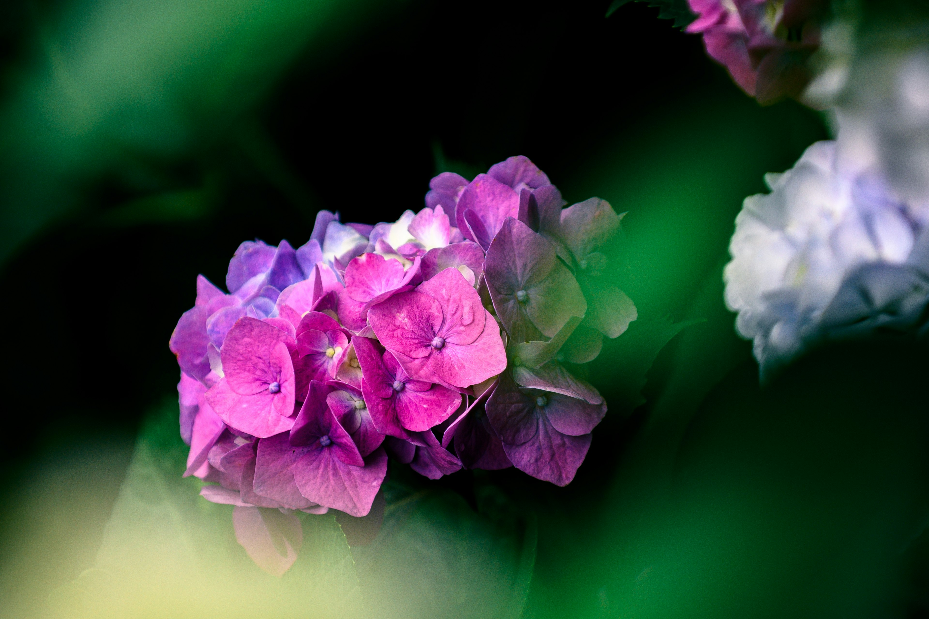 鮮やかな紫色のアジサイの花が緑の葉に囲まれている