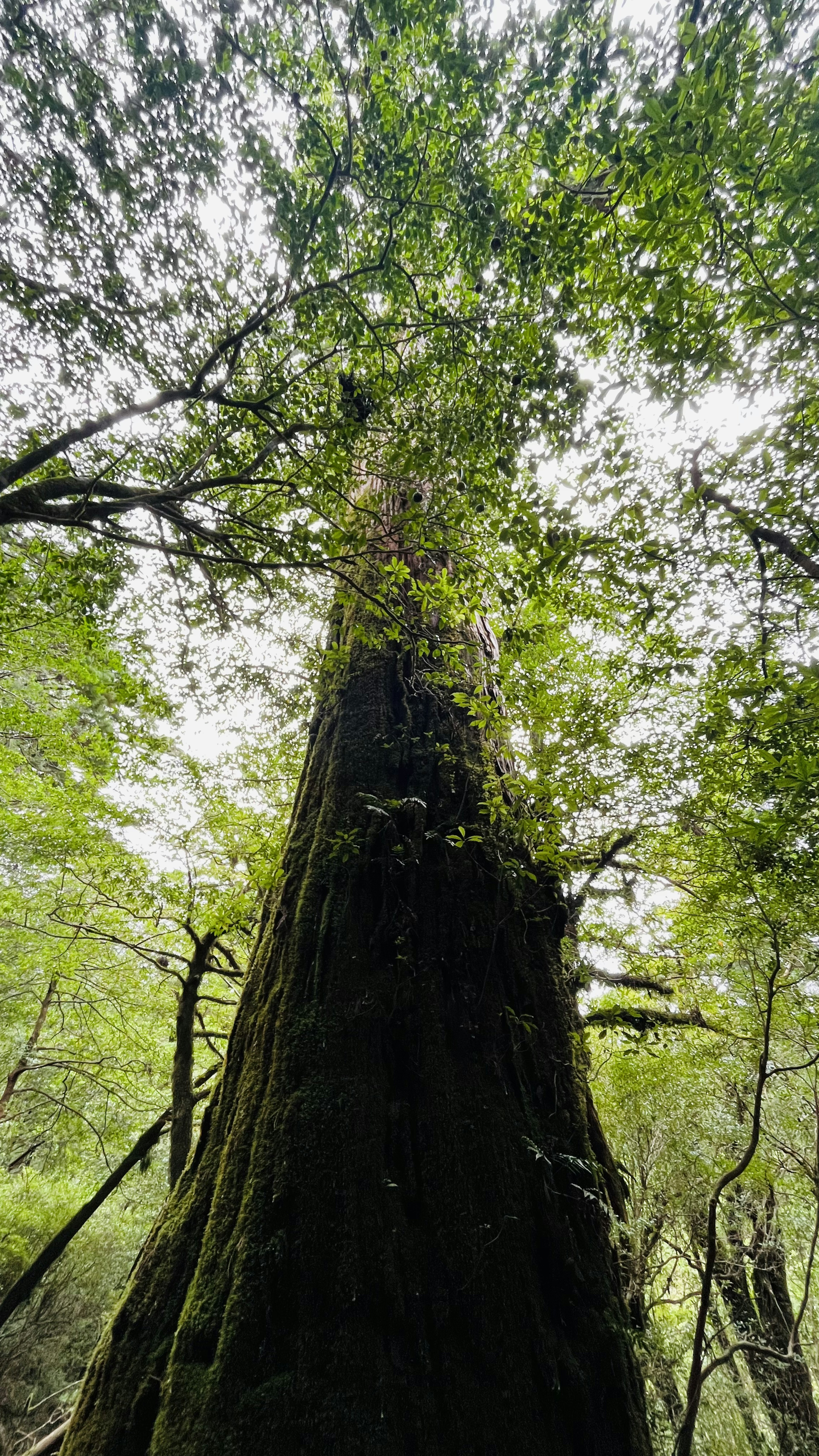 Tronc d'arbre haut avec des feuilles vertes luxuriantes dans un cadre forestier