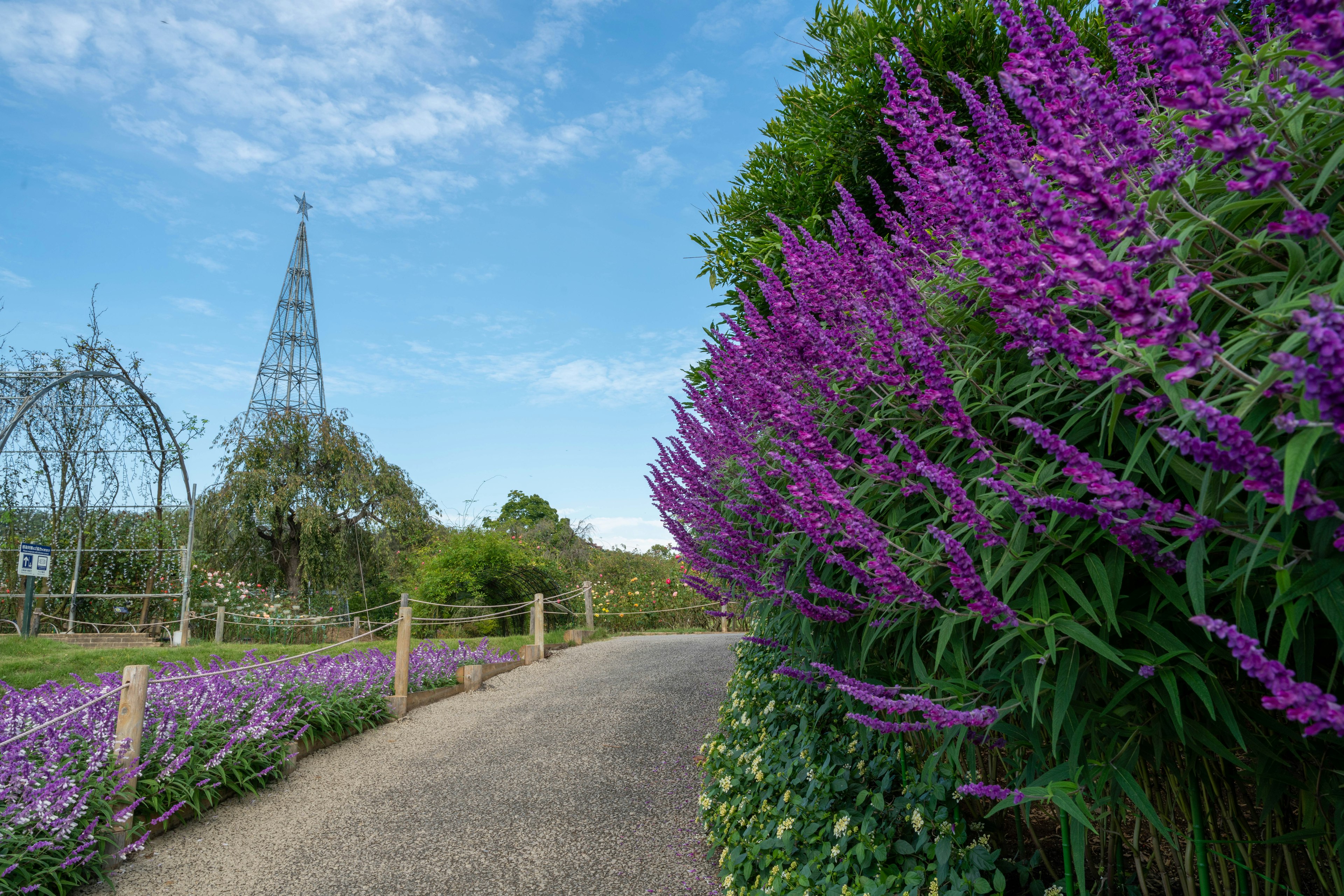 Sentiero in un giardino fiancheggiato da fiori viola e cielo blu