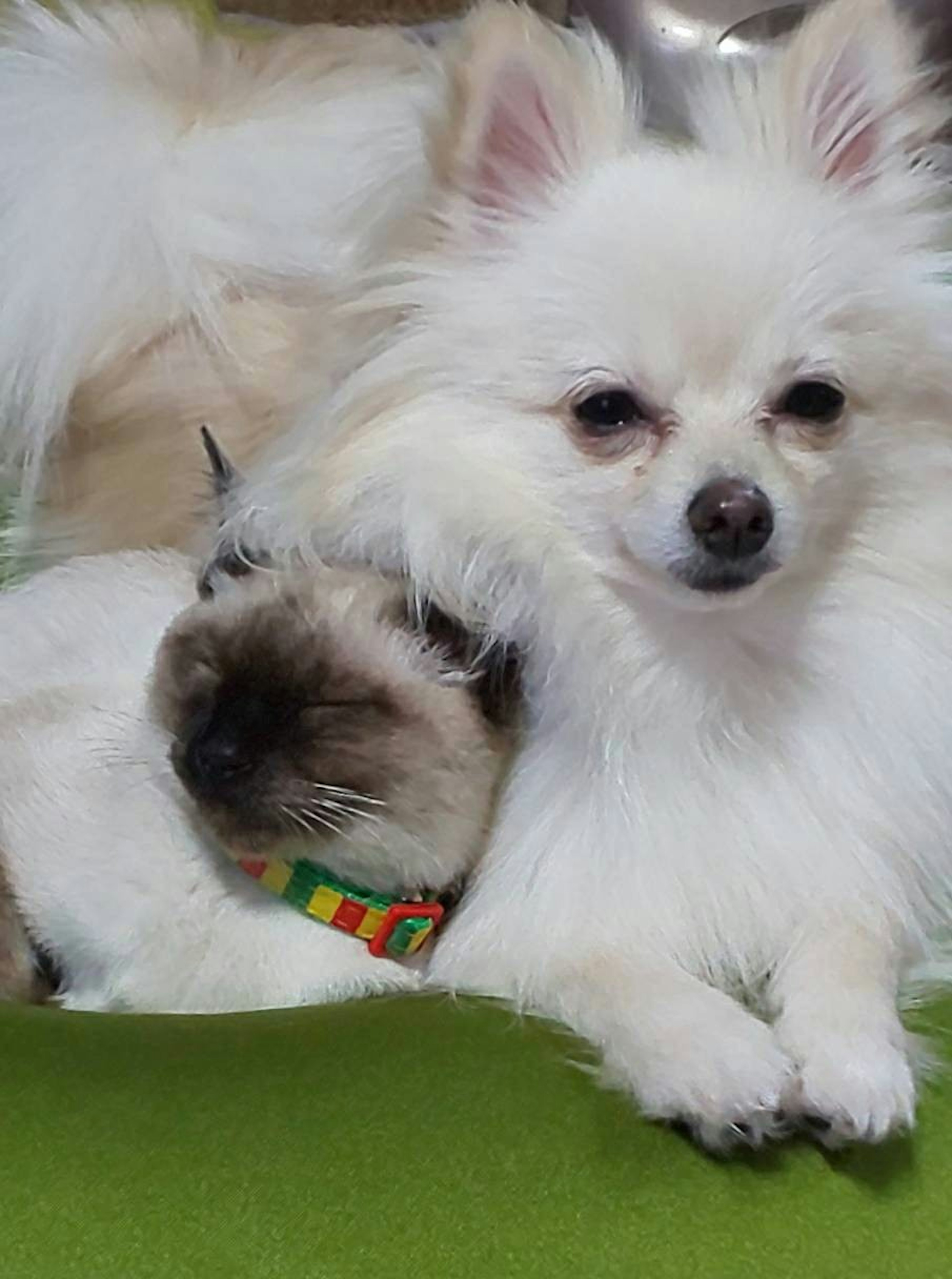 Pomeranian putih dan Shih Tzu berpelukan di atas bantal hijau