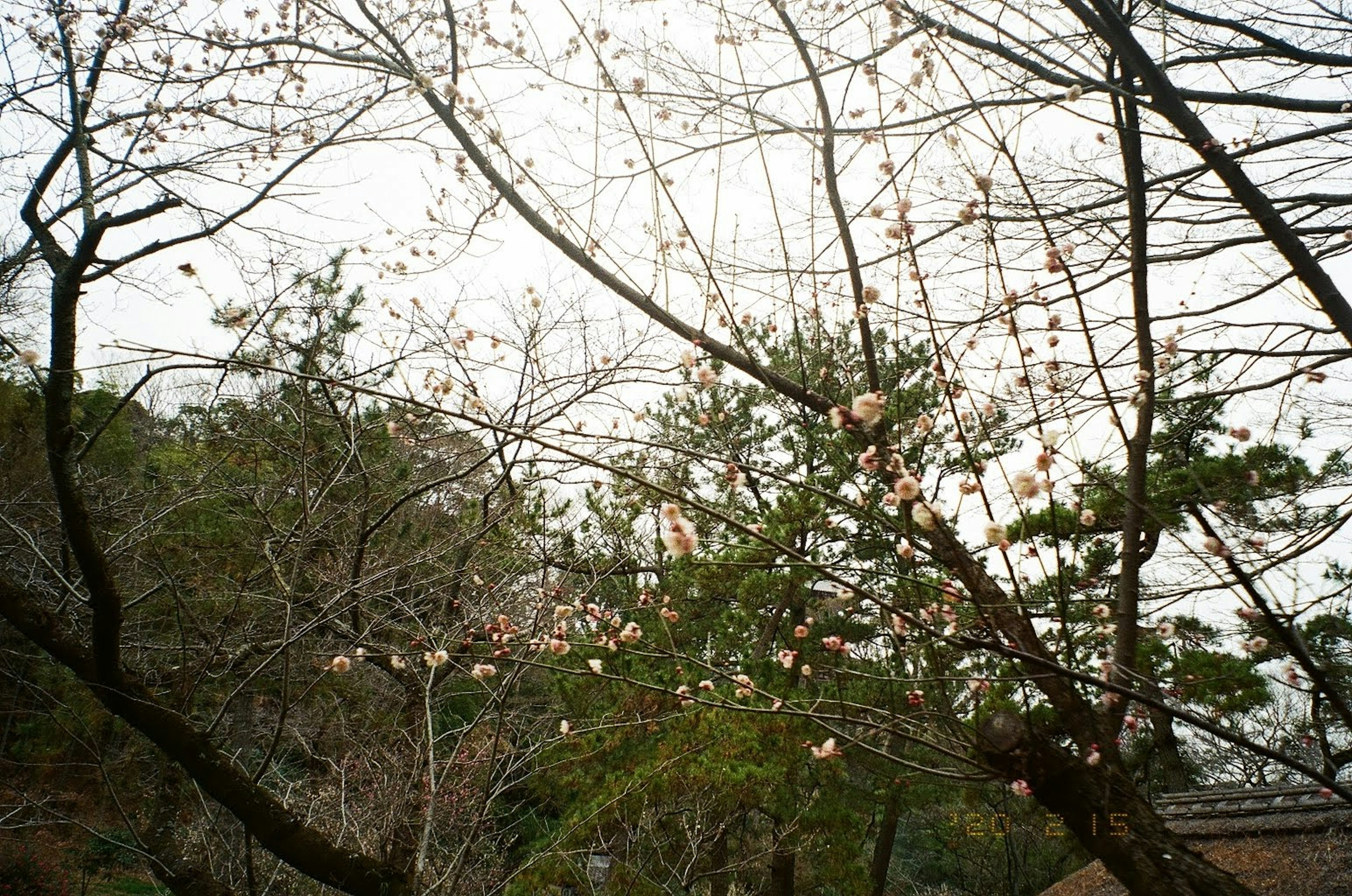 冬の木々と蕾のある枝が映る風景