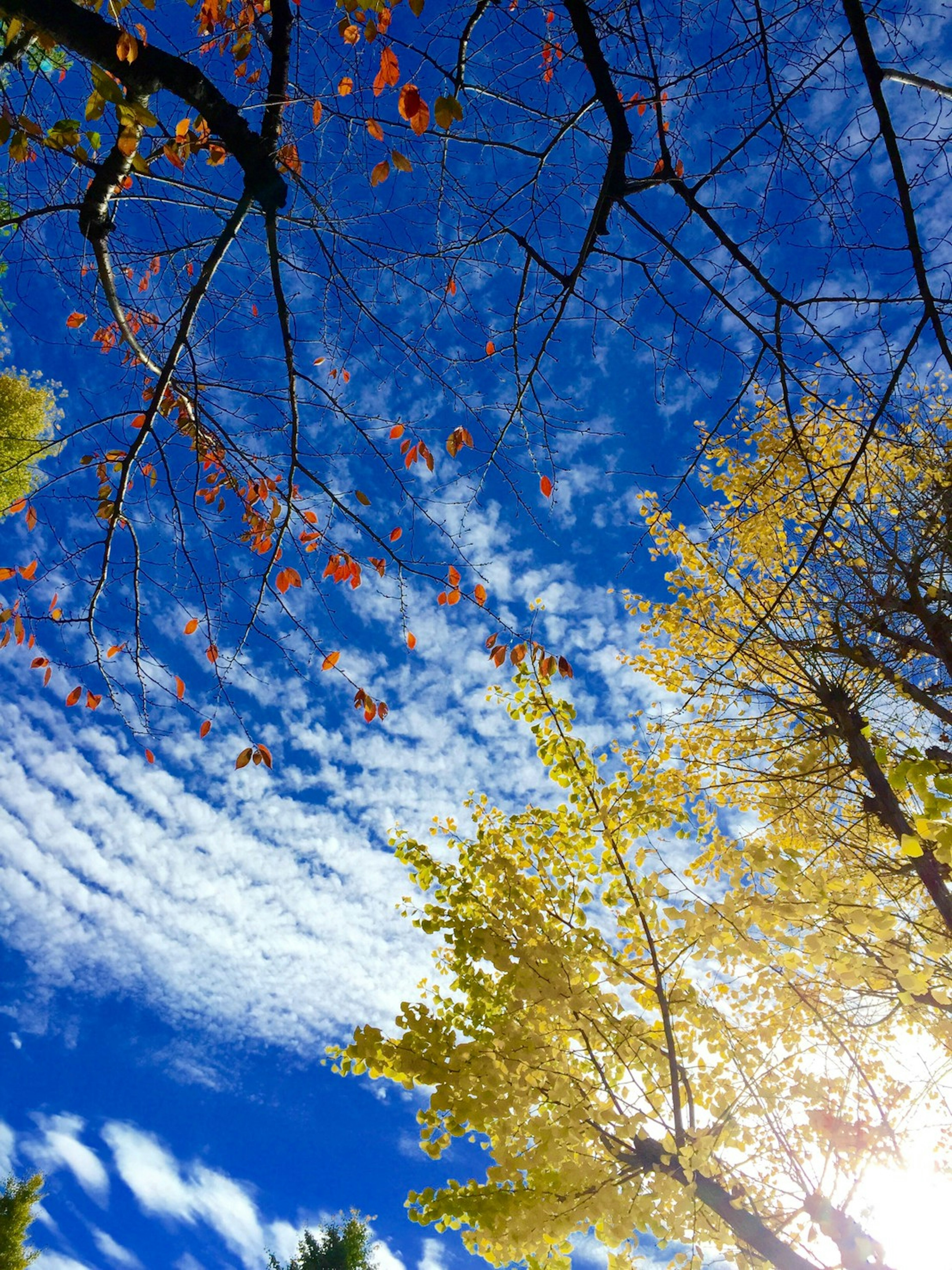 Alberi autunnali vibranti con foglie arancioni e gialle contro un cielo blu brillante e nuvole sottili