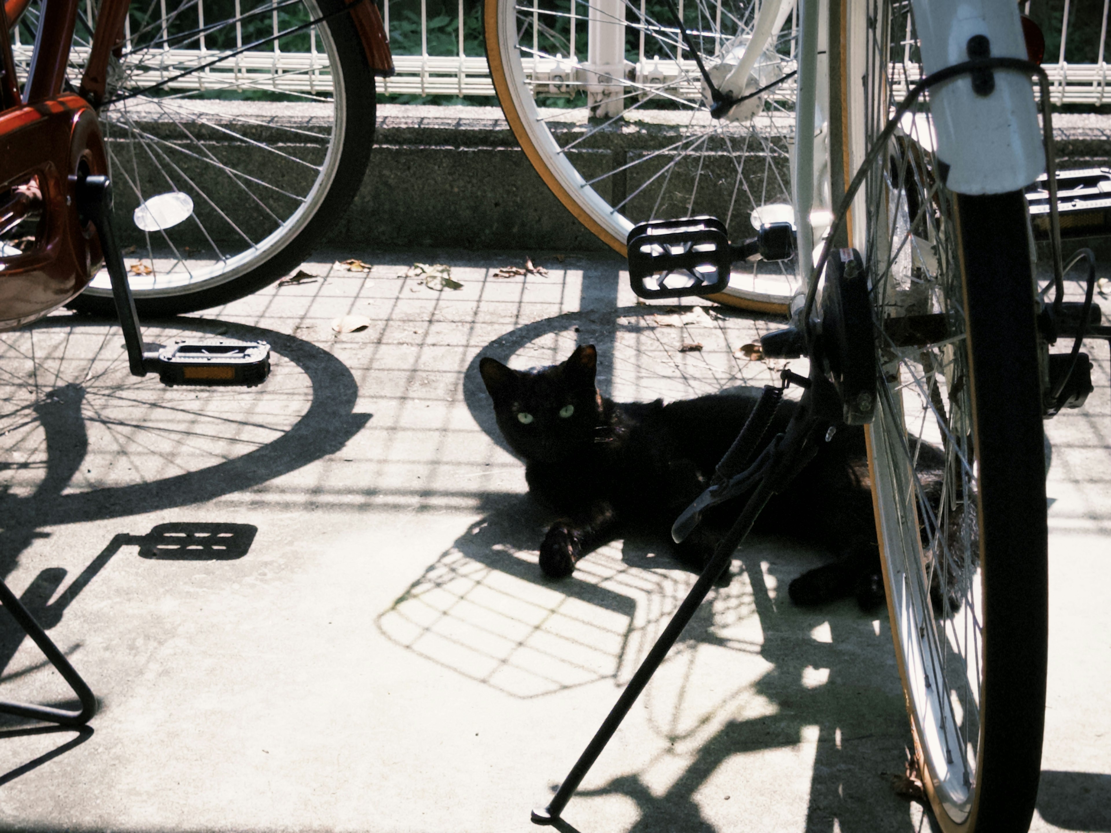 自転車の間に横たわる黒猫の画像