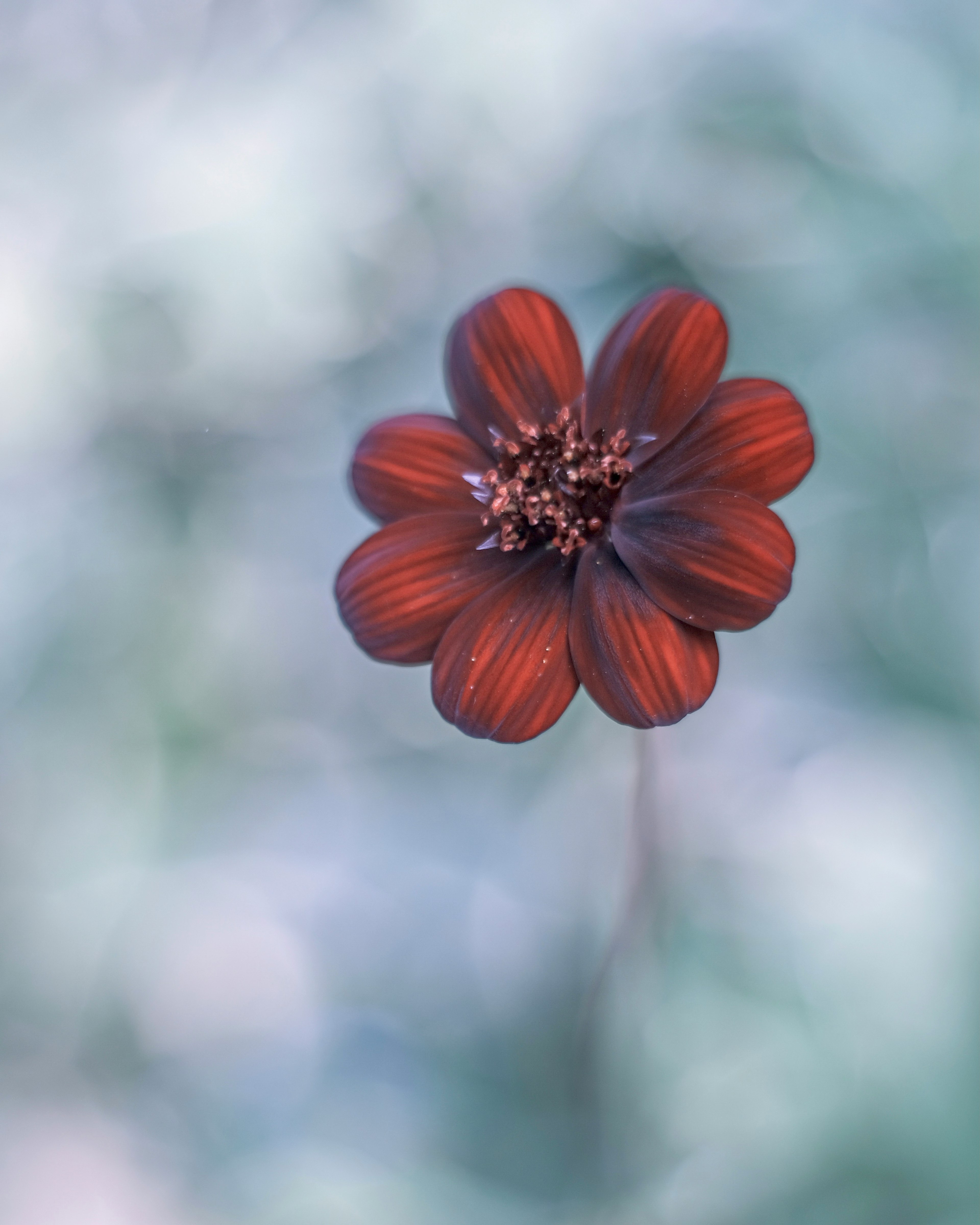 Braune Blume, die vor einem sanften Hintergrund schwebt