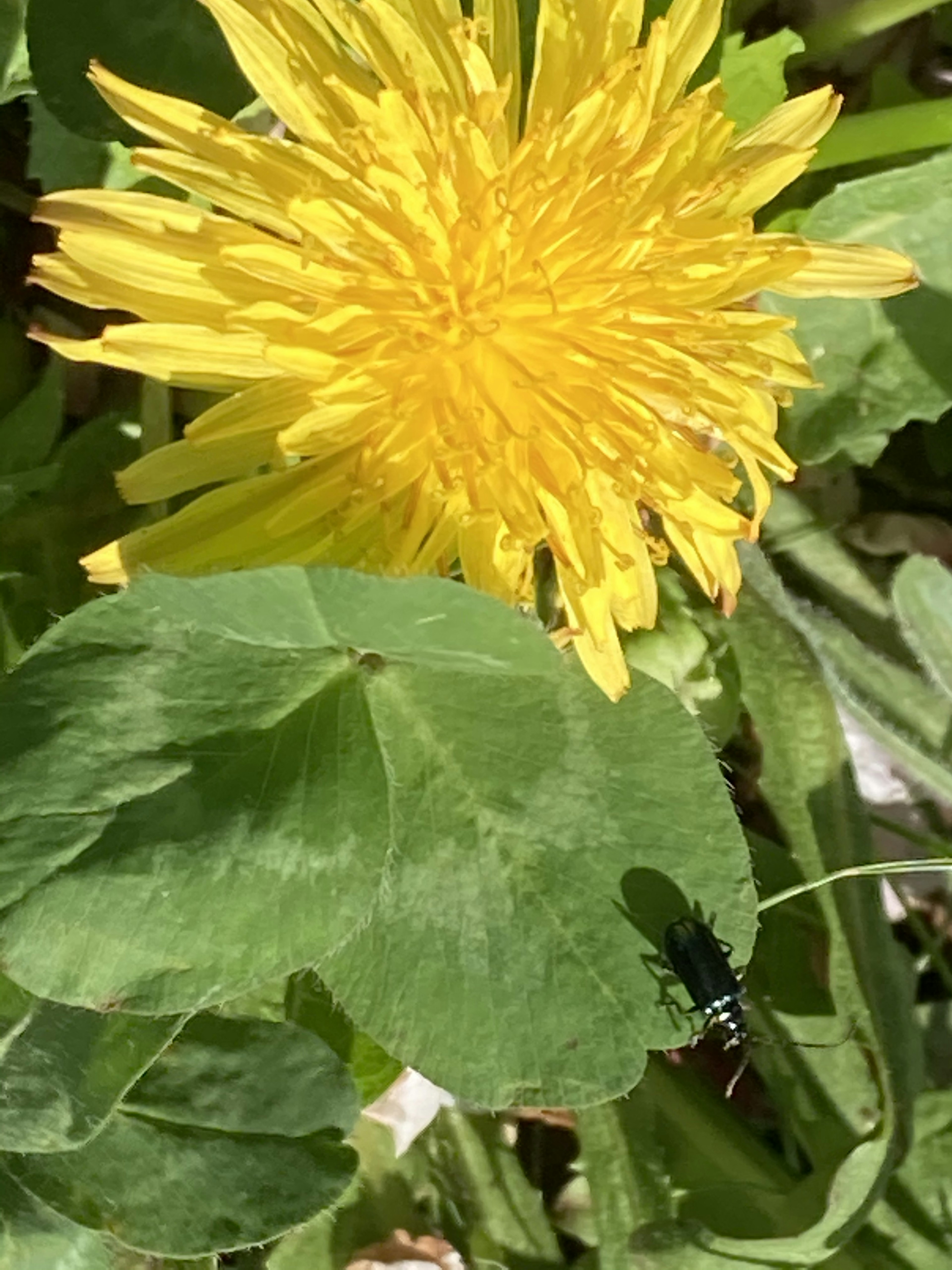 Bright yellow dandelion flower with a small black insect on green leaves