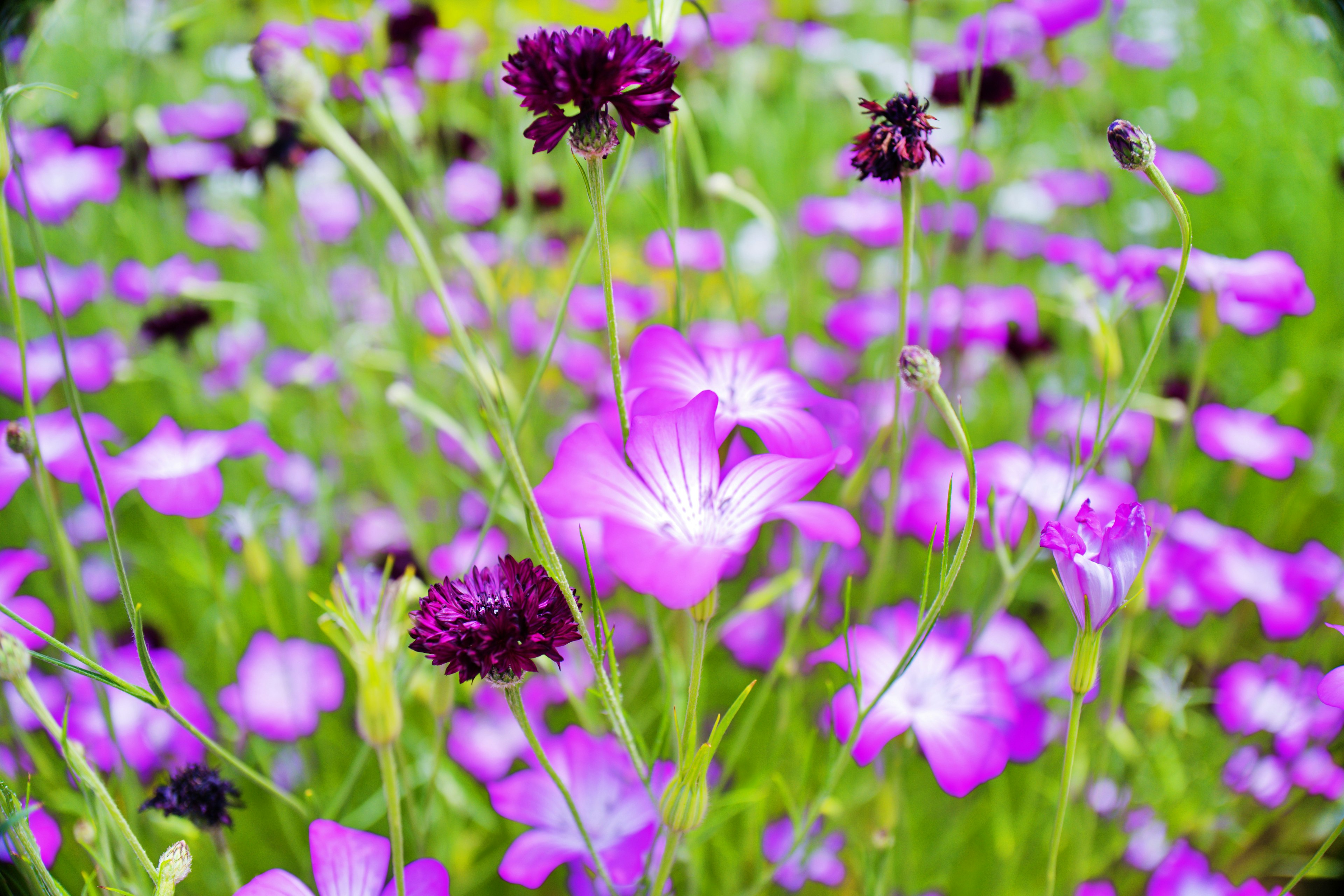 紫色の花が咲き誇る緑の背景の中で