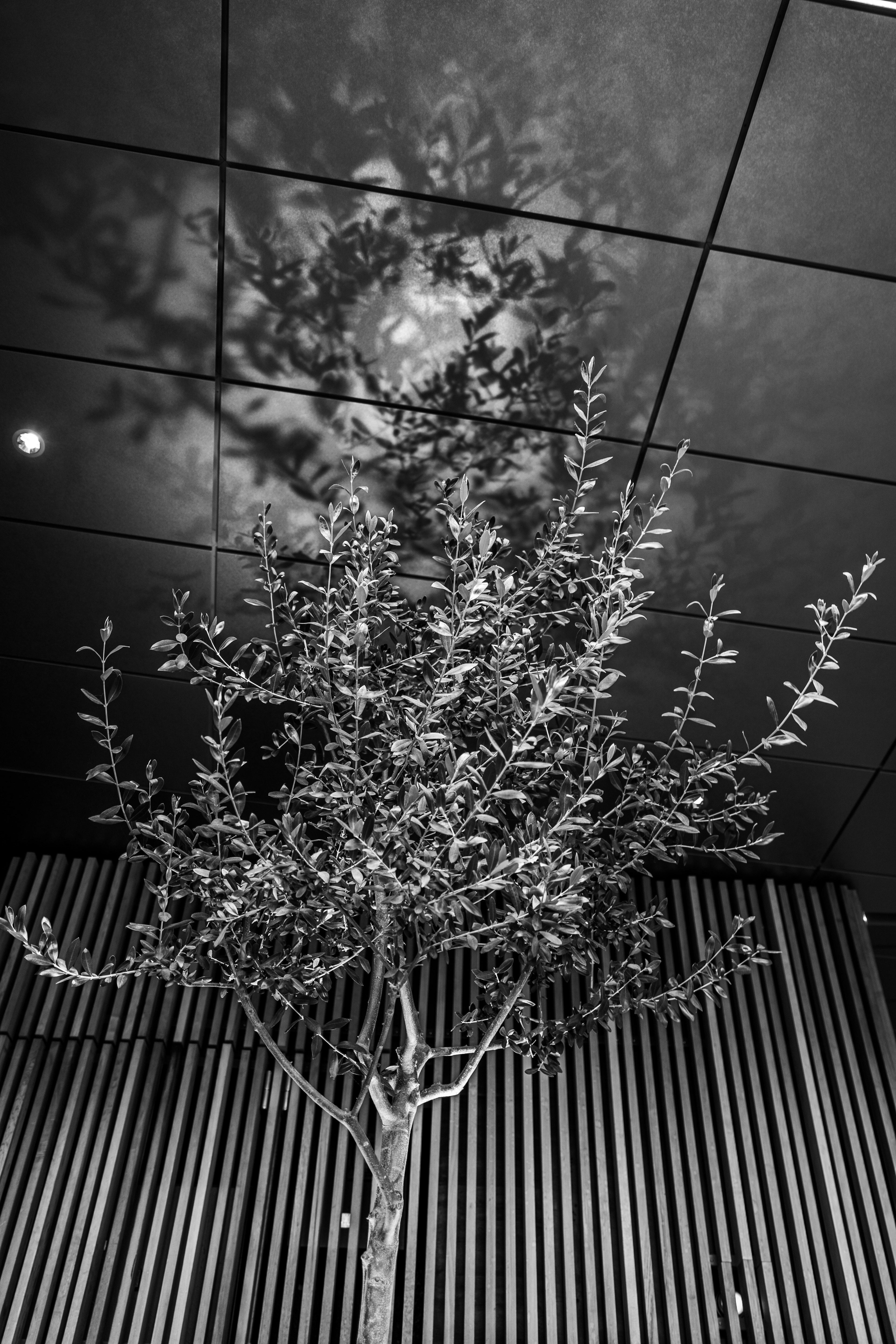 Baum wirft Schatten auf eine strukturierte Wand mit moderner Architektur