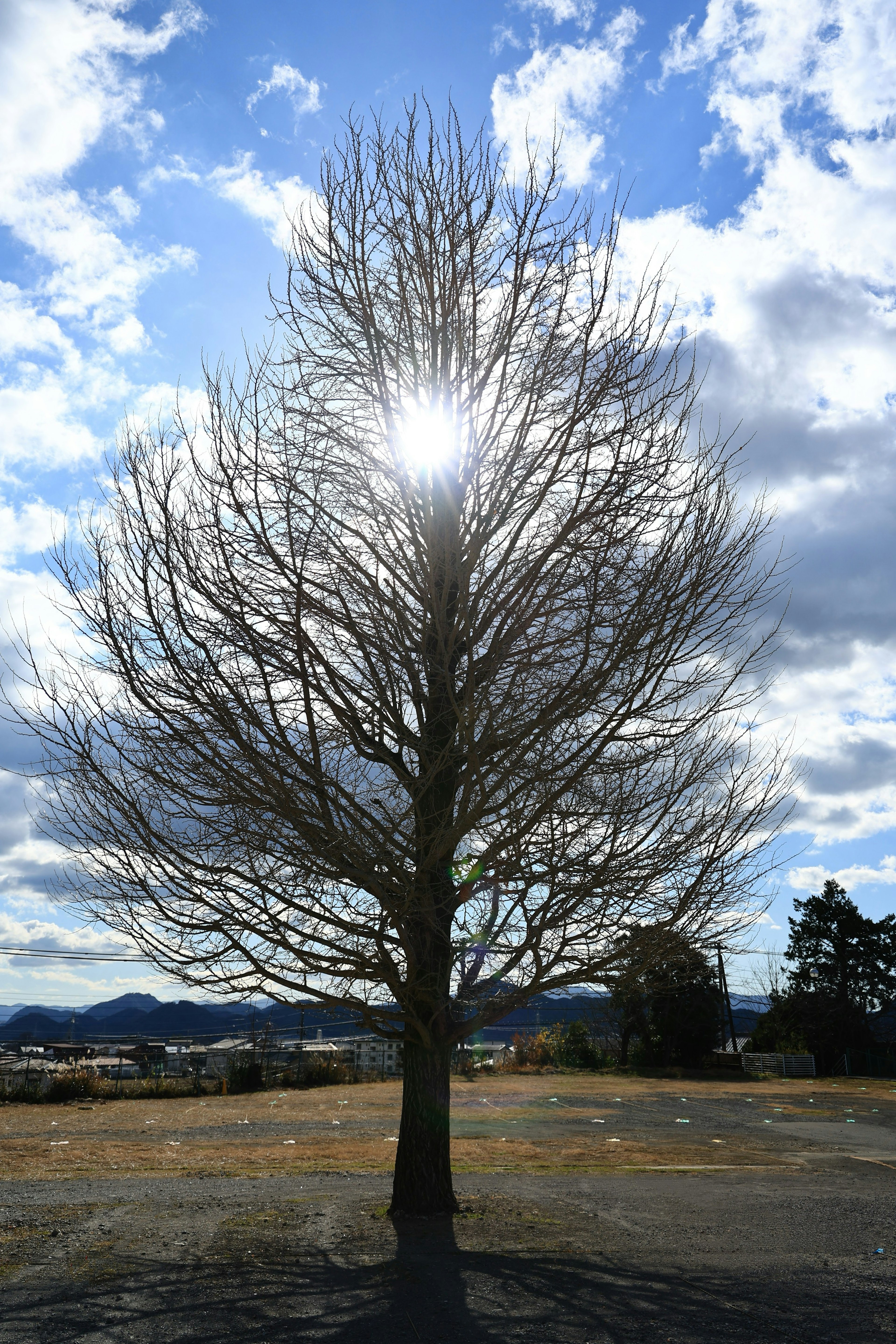 Silhouette of a leafless tree against a backdrop of blue sky and clouds