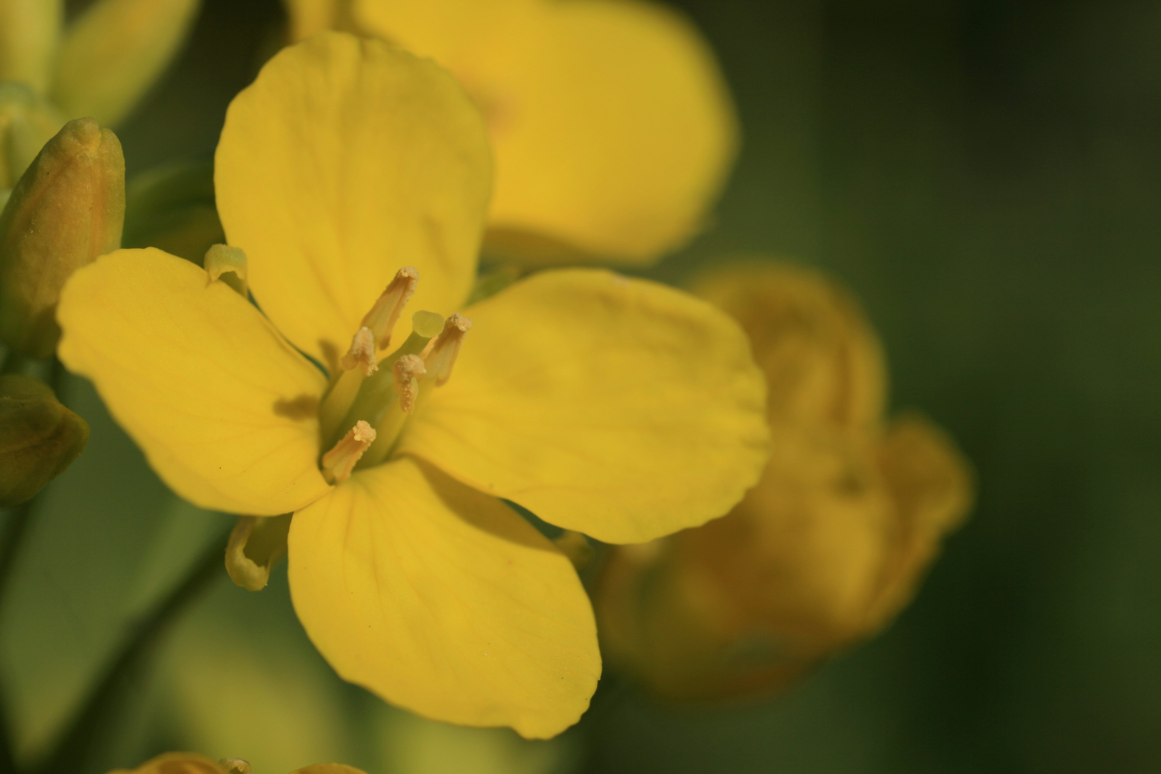 Nahaufnahme einer gelben Blume mit einem sanften grünen Hintergrund