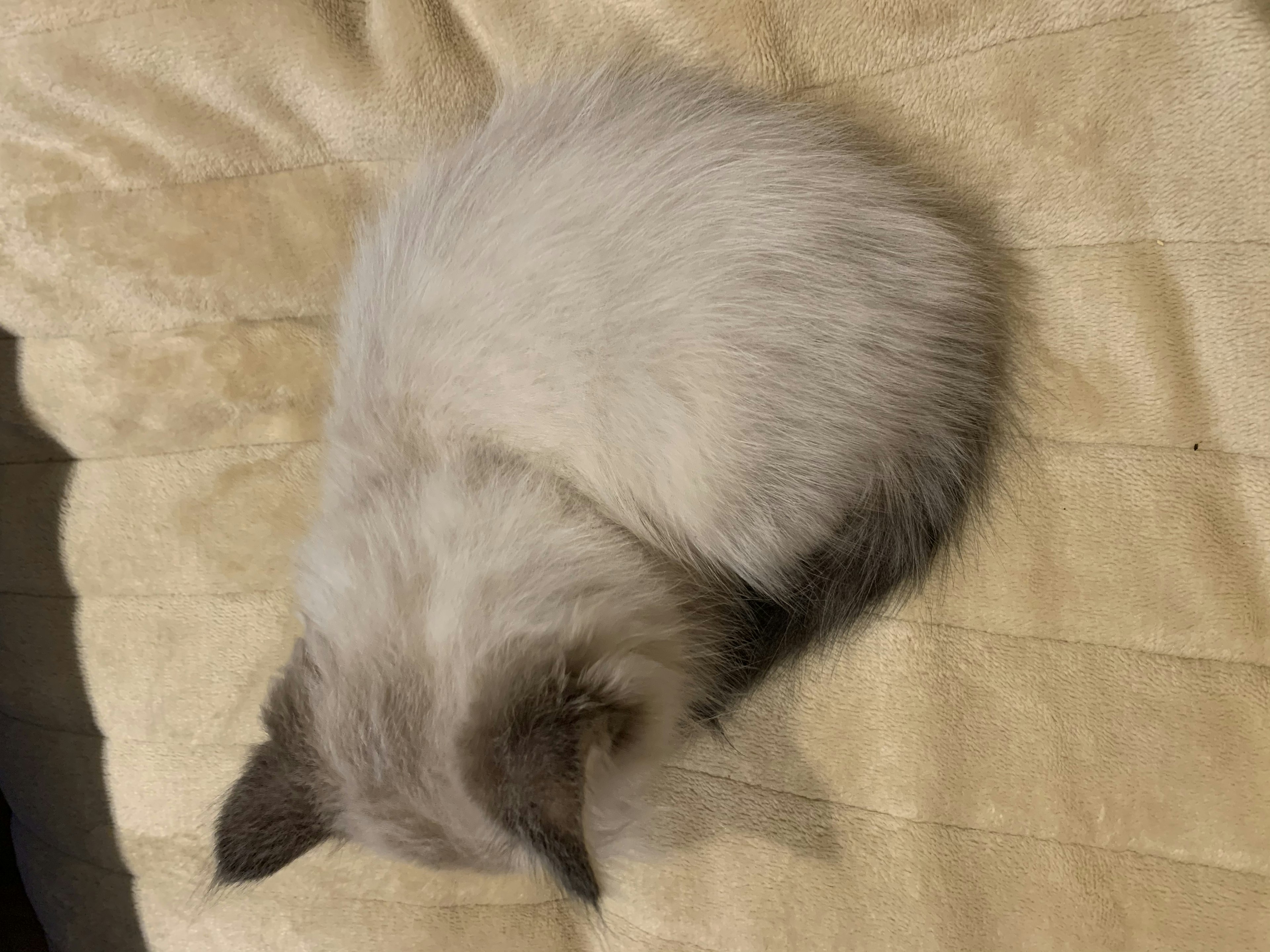 Un chat blanc avec des oreilles noires enroulé en train de dormir