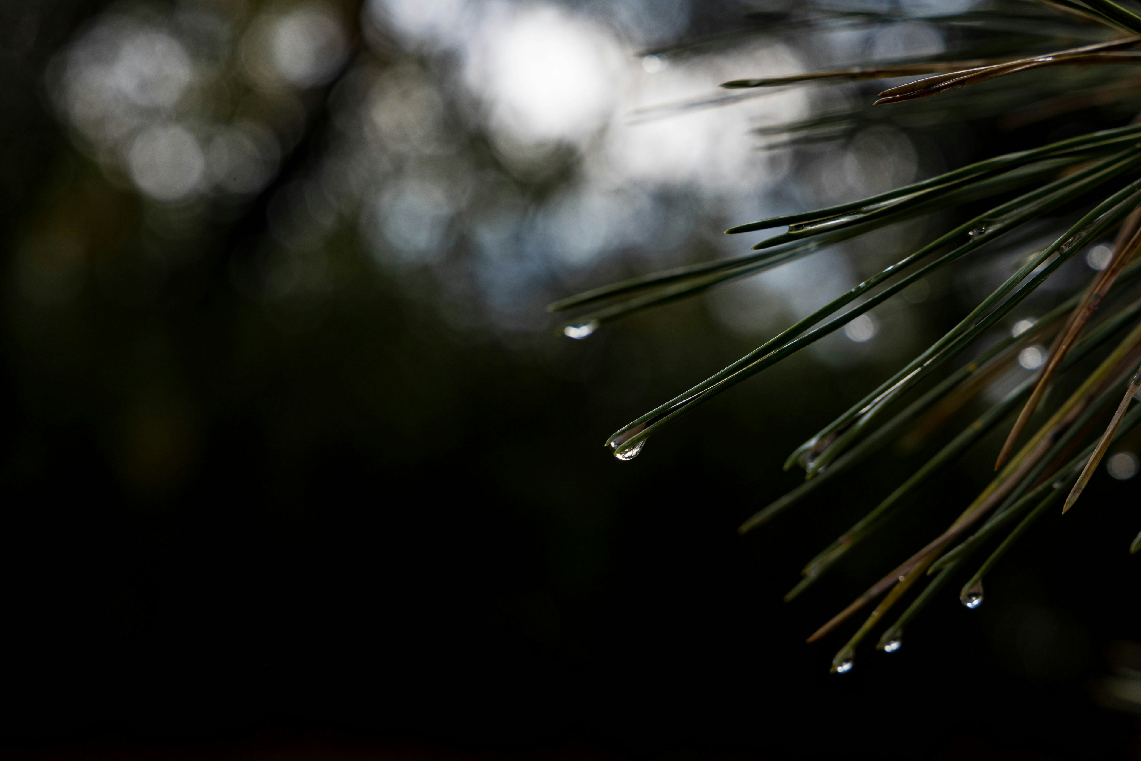 Imagen en primer plano de agujas de pino con gotas de agua