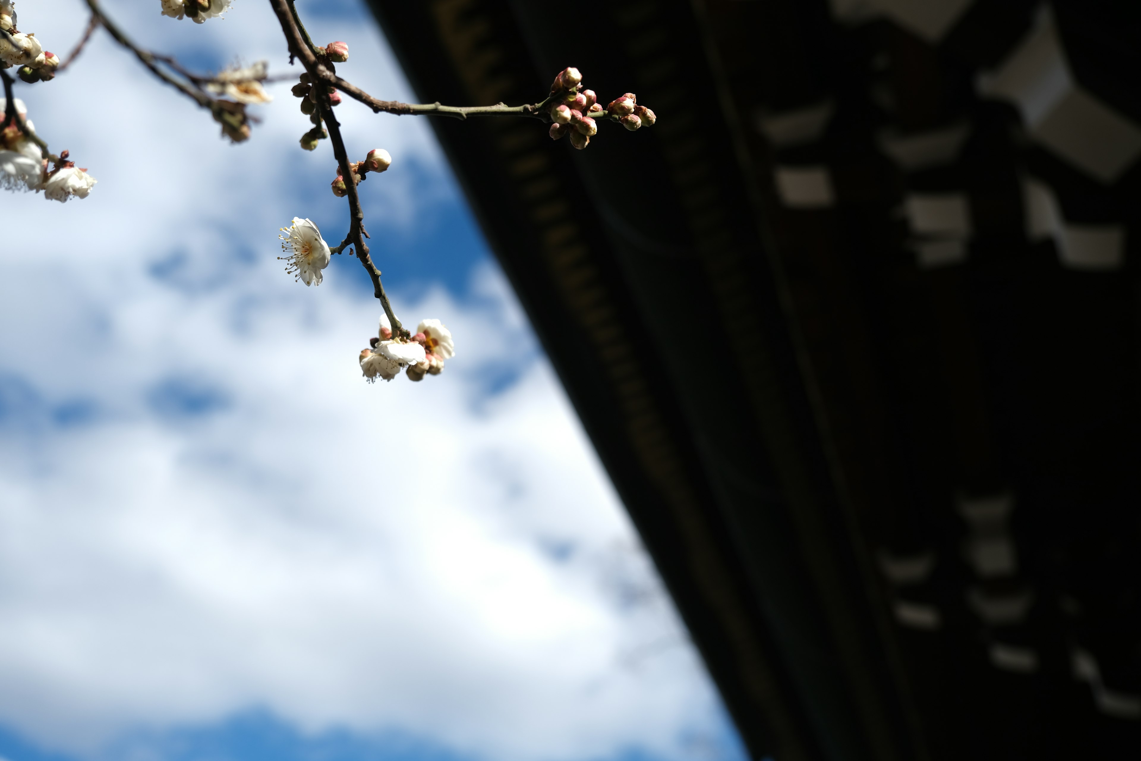 Flores de cerezo floreciendo bajo un cielo azul con el borde de un edificio tradicional